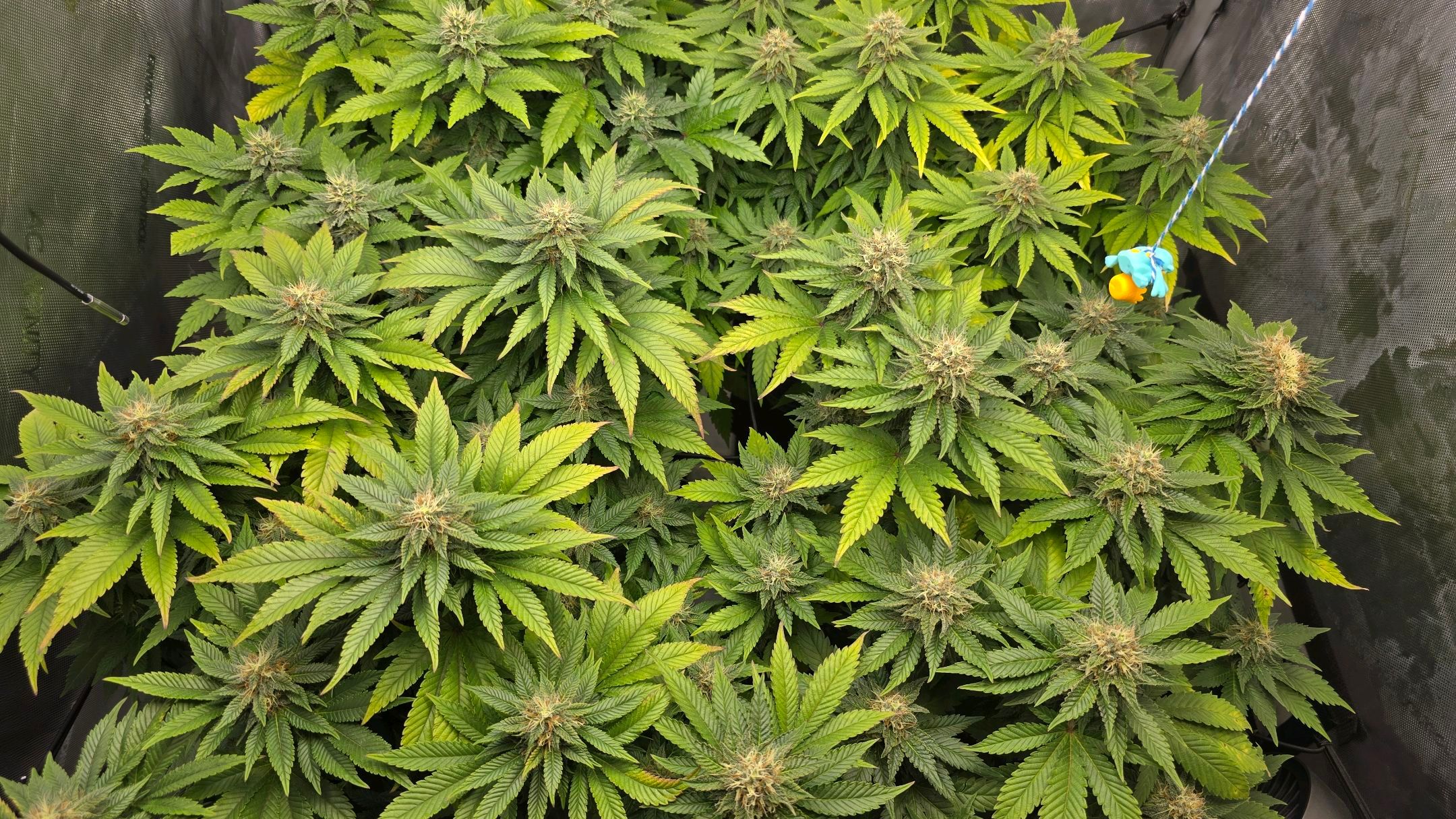 White Widow growlog photo 242