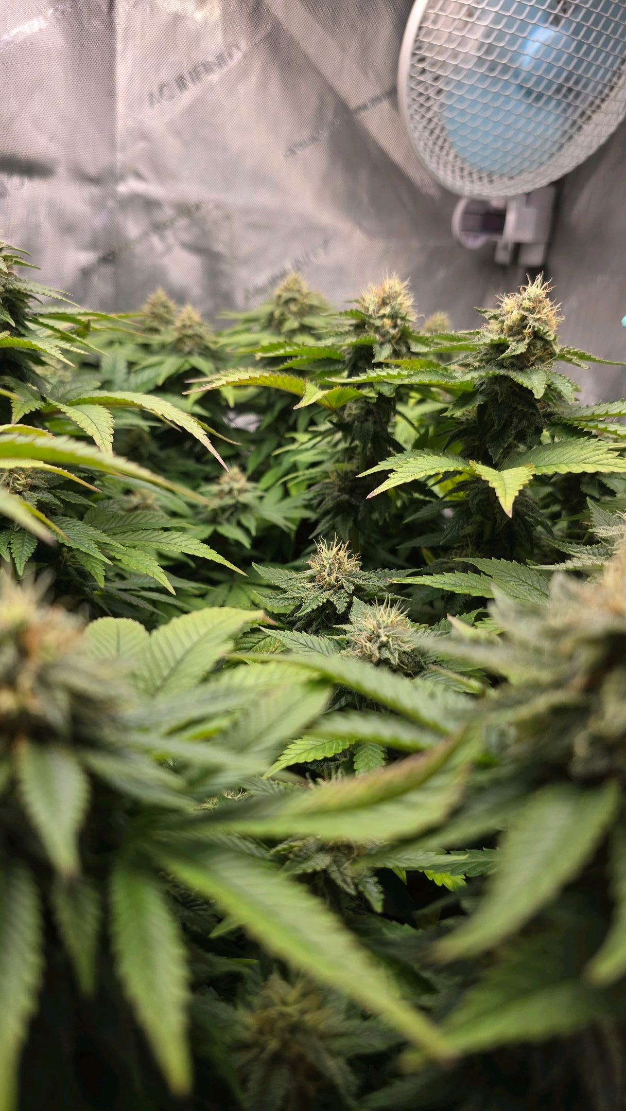 White Widow growlog photo 245