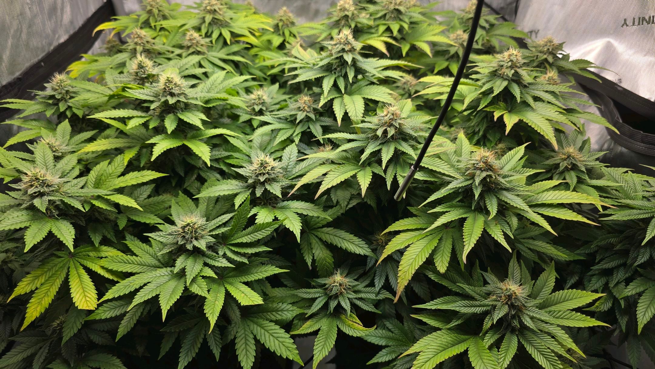 White Widow growlog photo 244