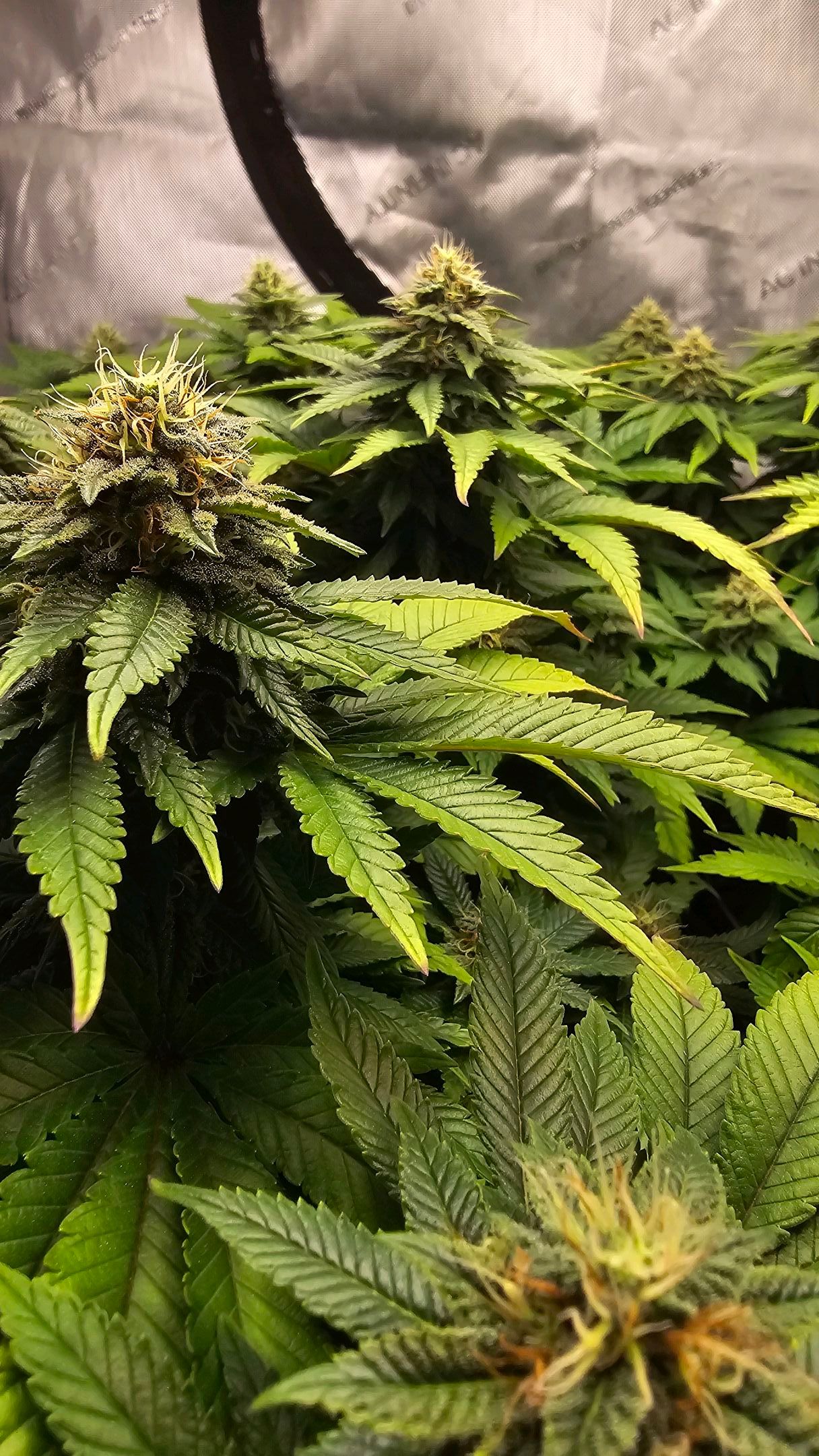 White Widow growlog photo 246