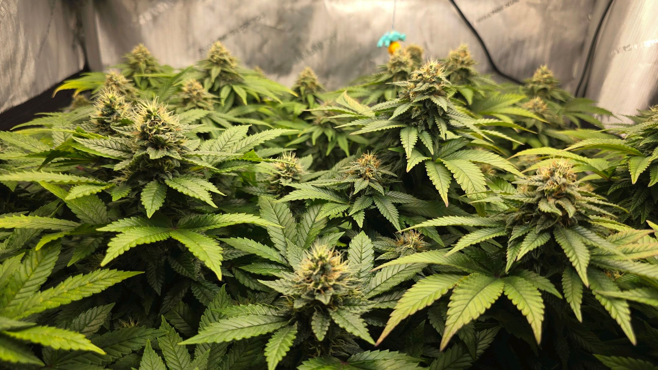 White Widow growlog photo 247