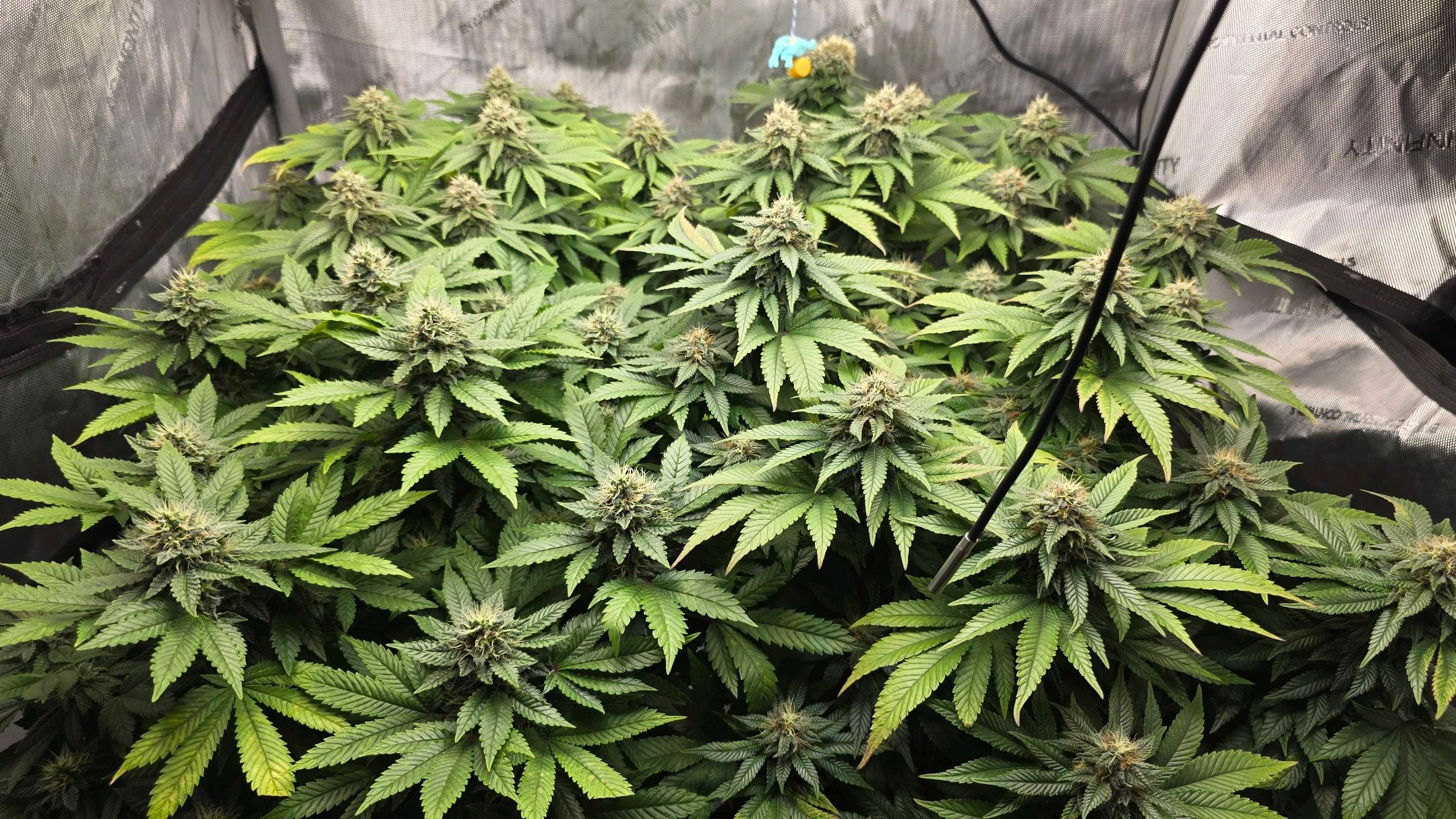 White Widow growlog photo 248