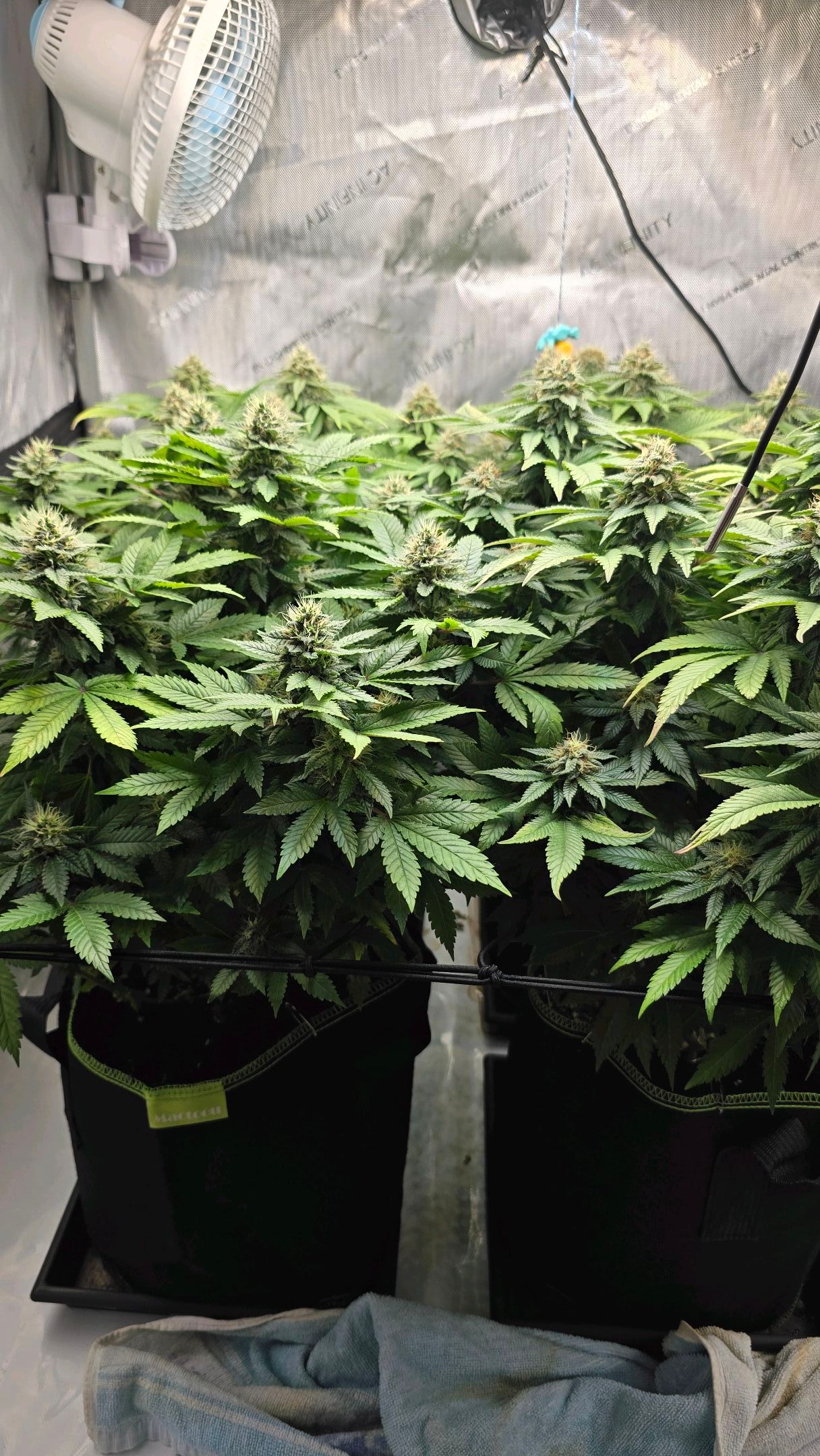 White Widow growlog photo 249