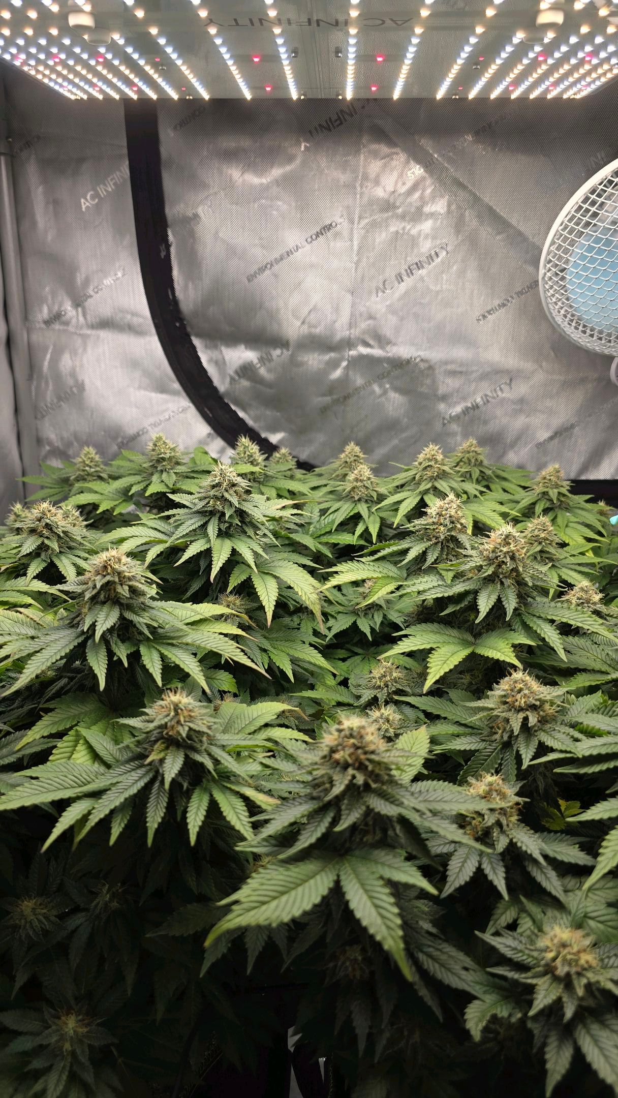 White Widow growlog photo 252