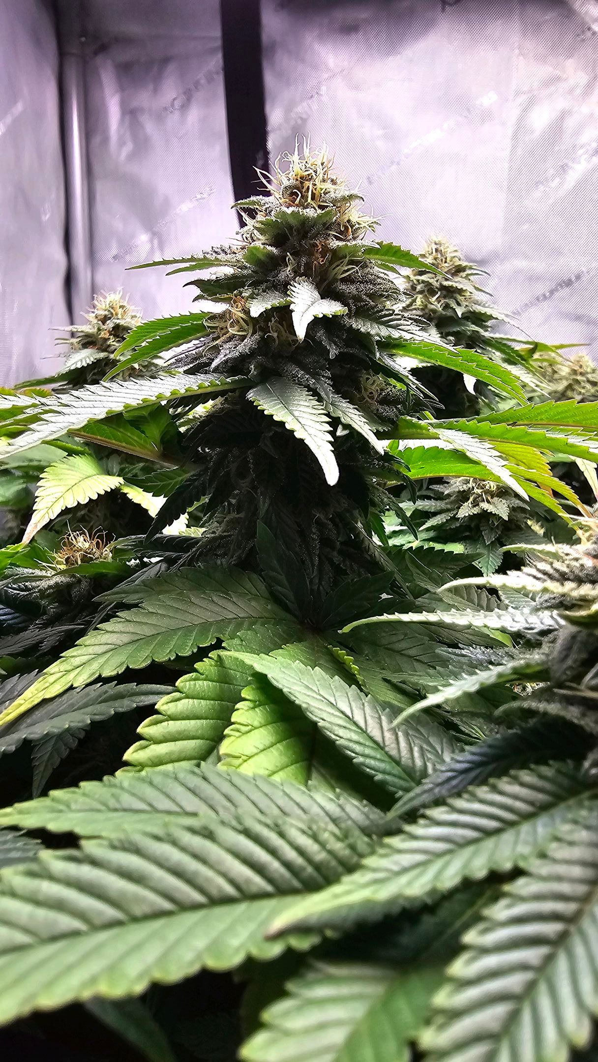 White Widow growlog photo 251