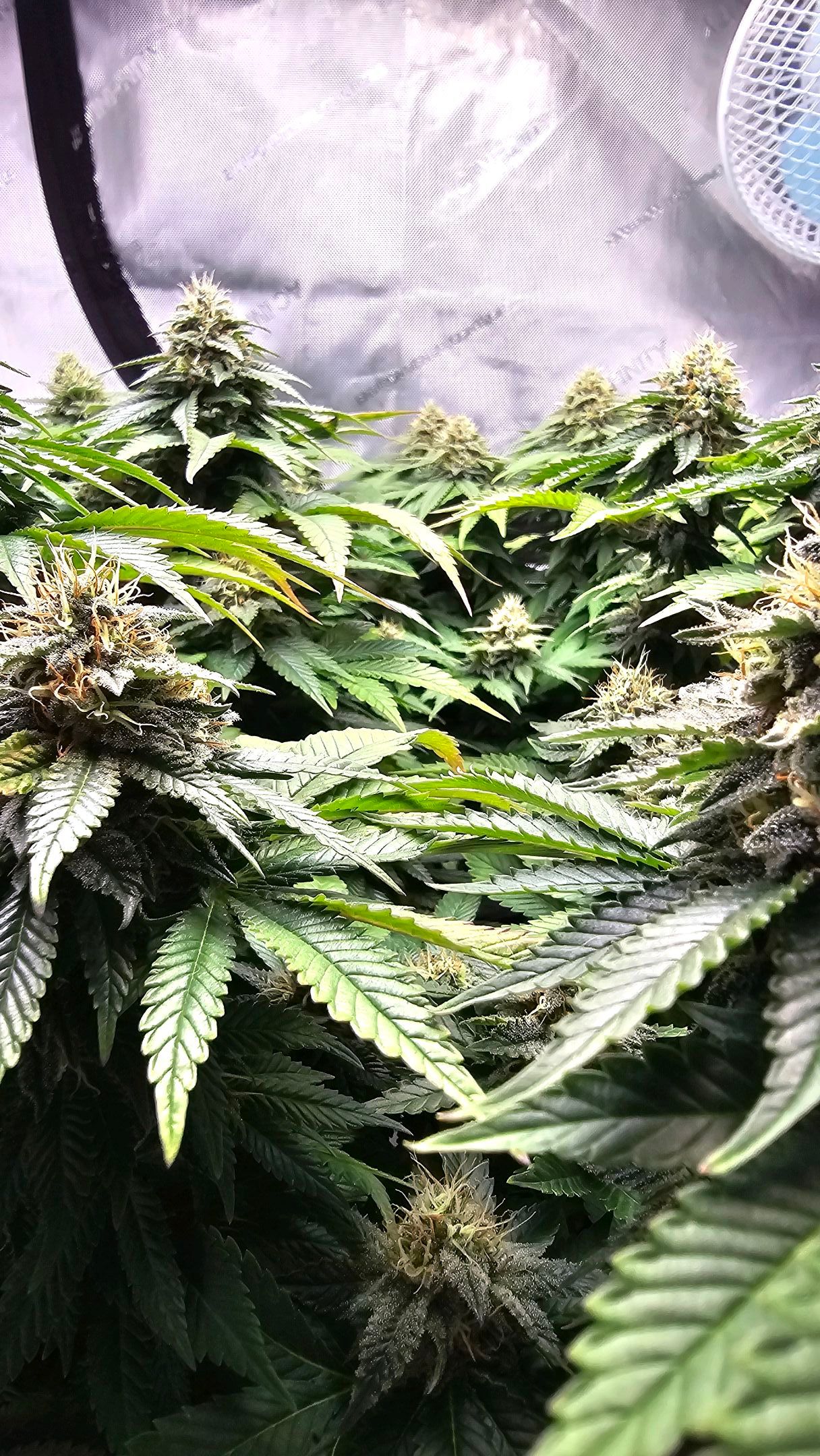 White Widow growlog header