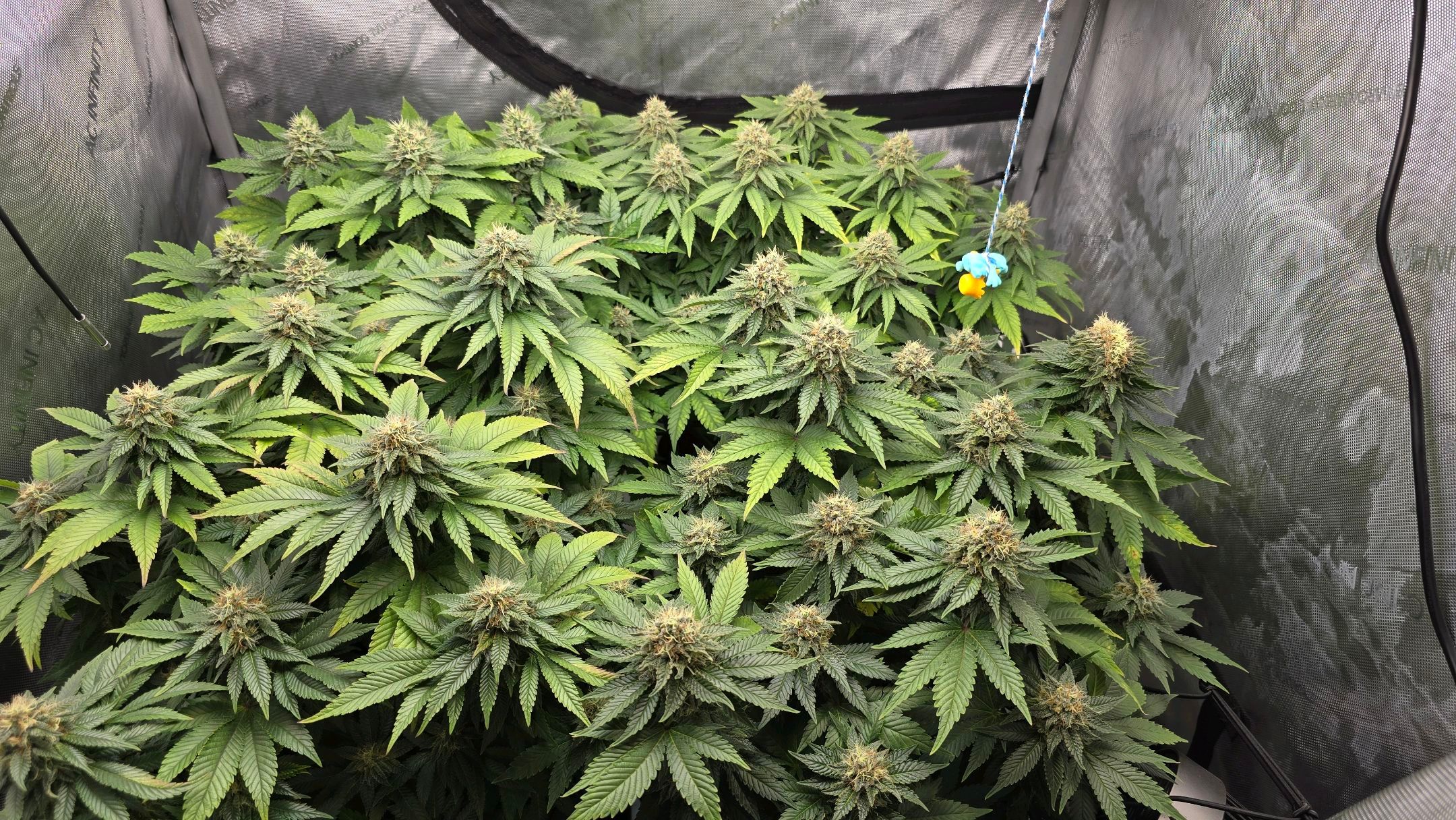 White Widow growlog photo 253