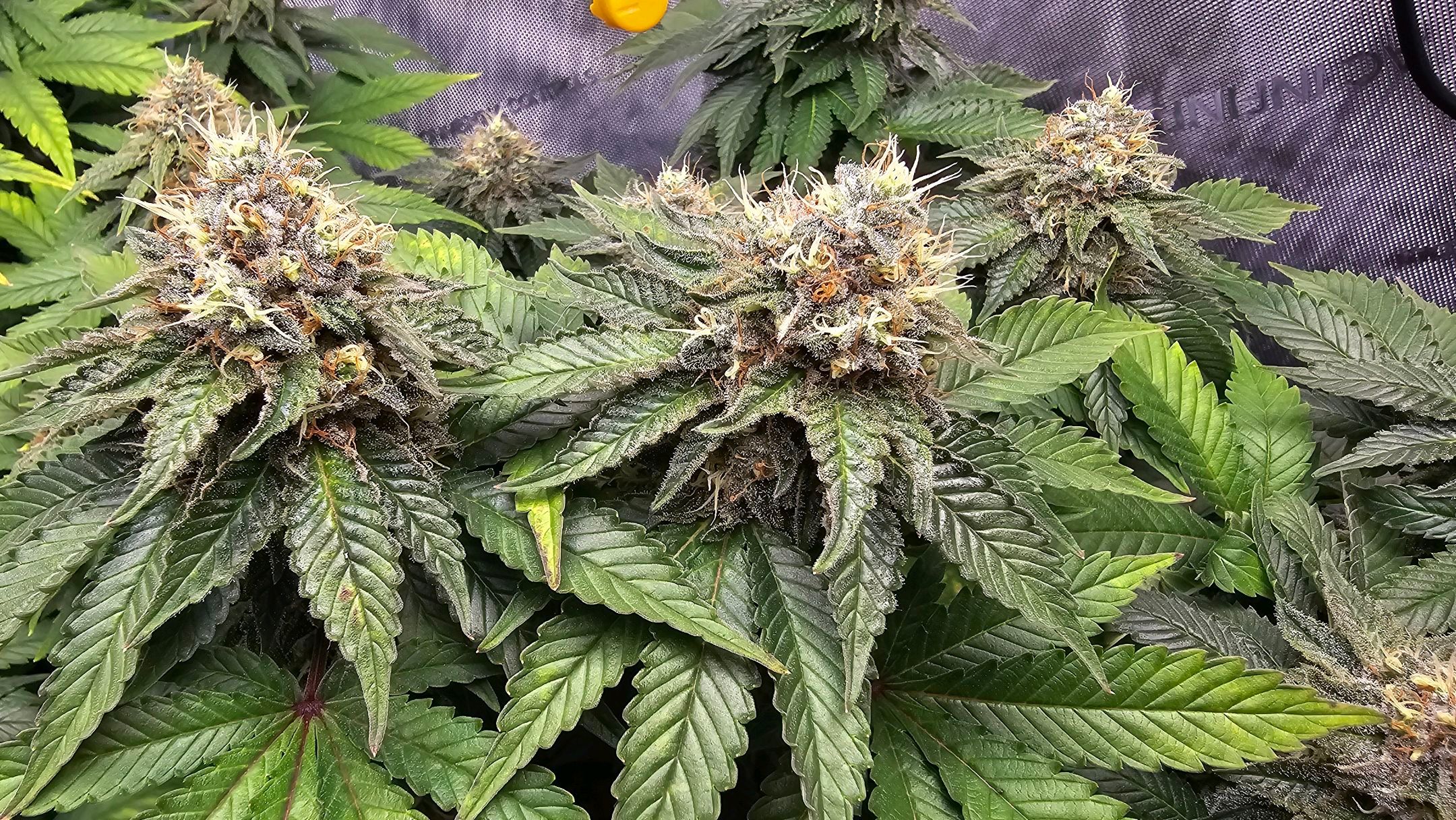 White Widow growlog photo 254