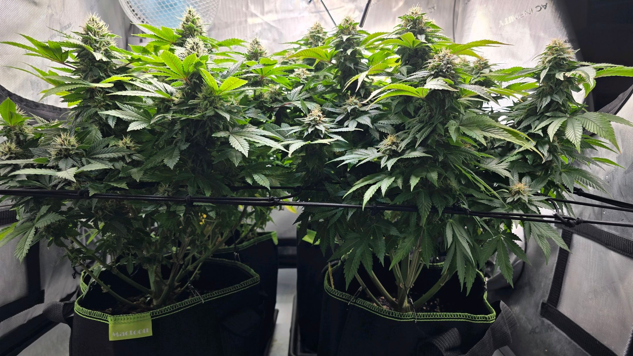 White Widow growlog photo 255