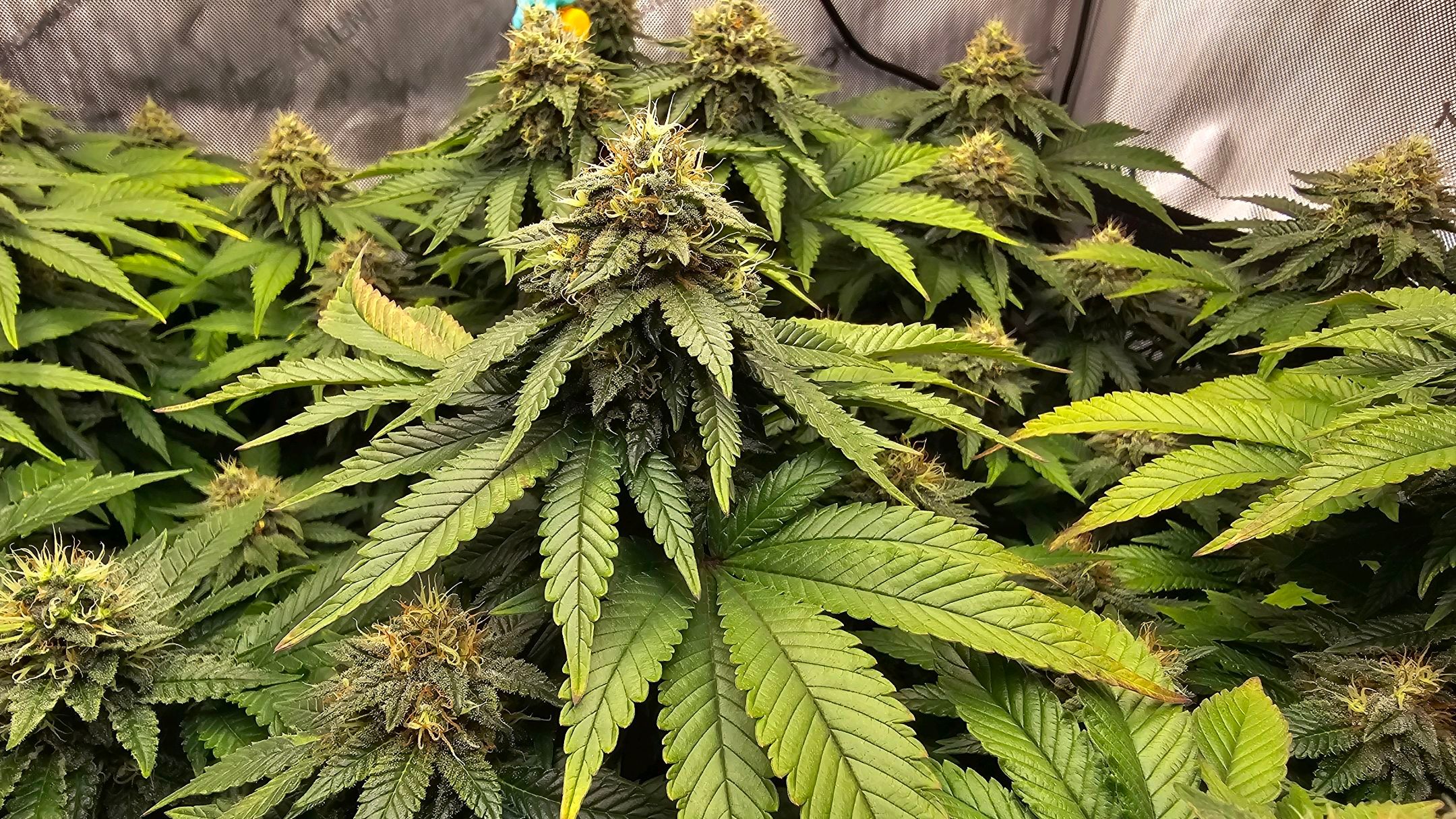 White Widow growlog photo 256