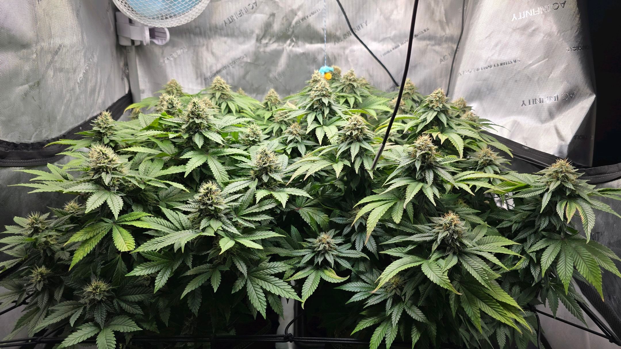 White Widow growlog photo 257