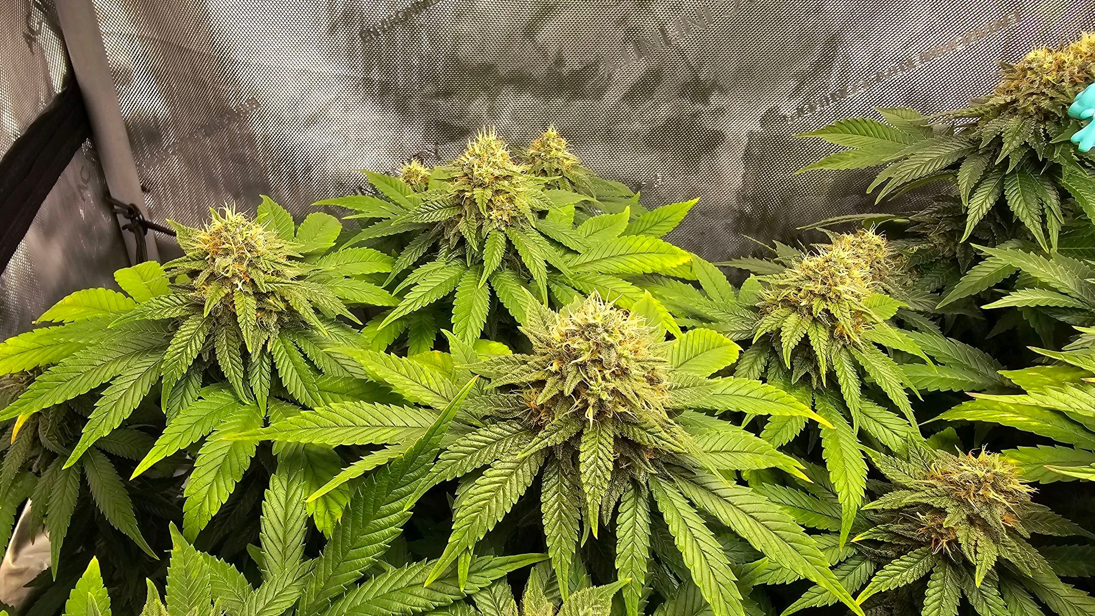 White Widow growlog photo 258