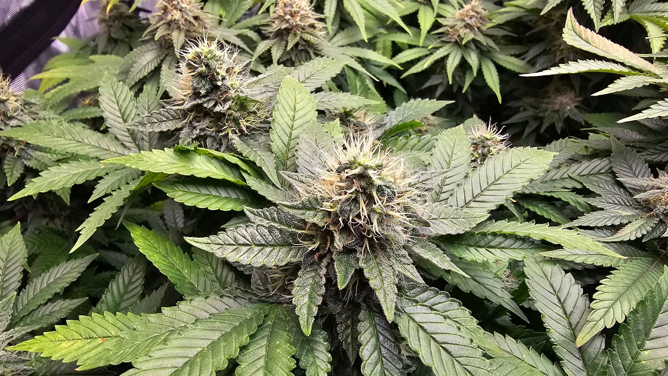 White Widow growlog photo 259