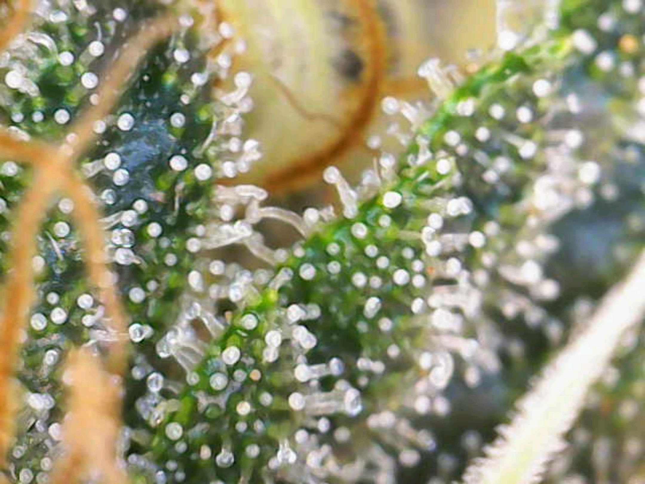 White Widow growlog photo 260