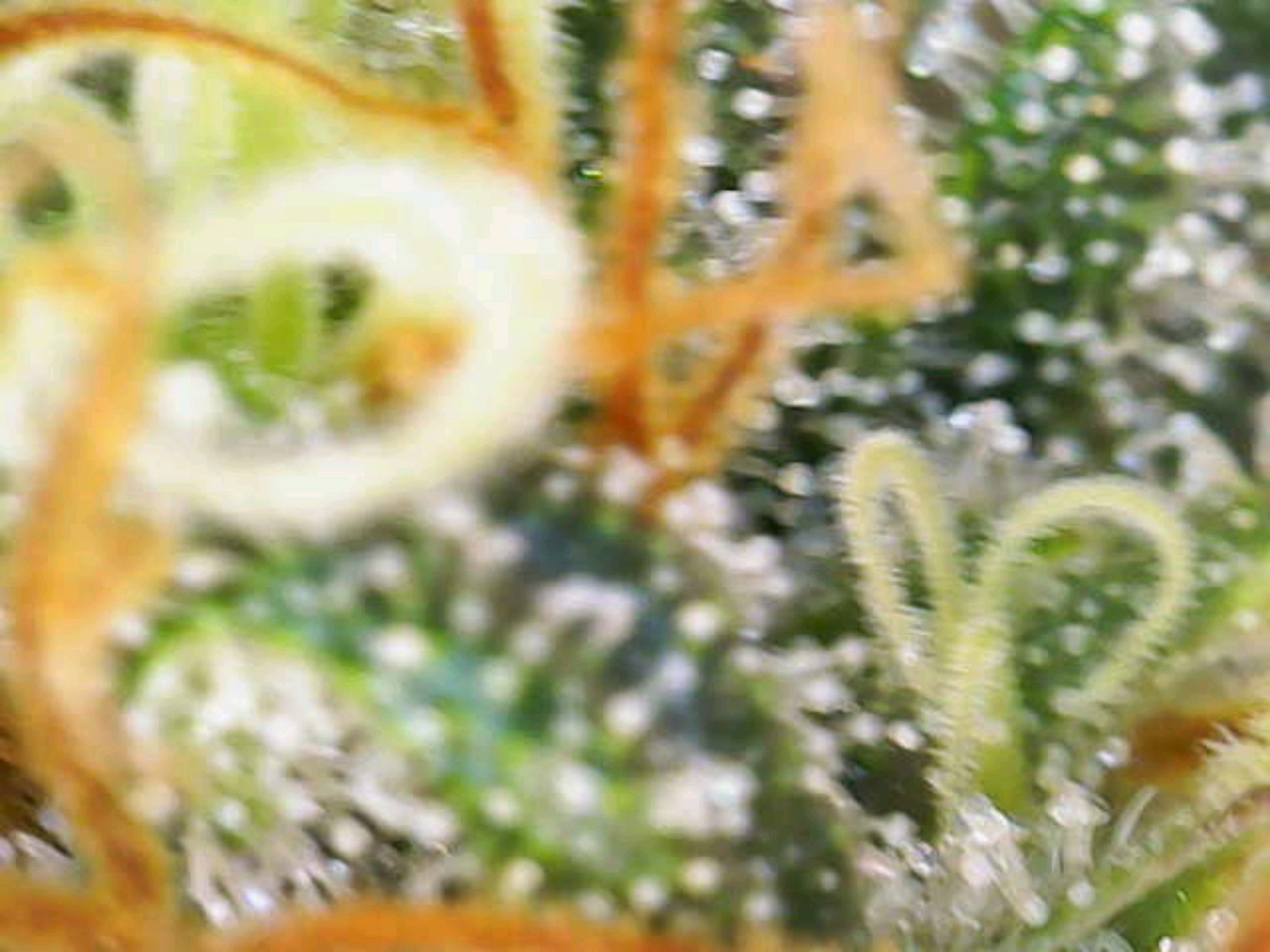 White Widow growlog photo 261