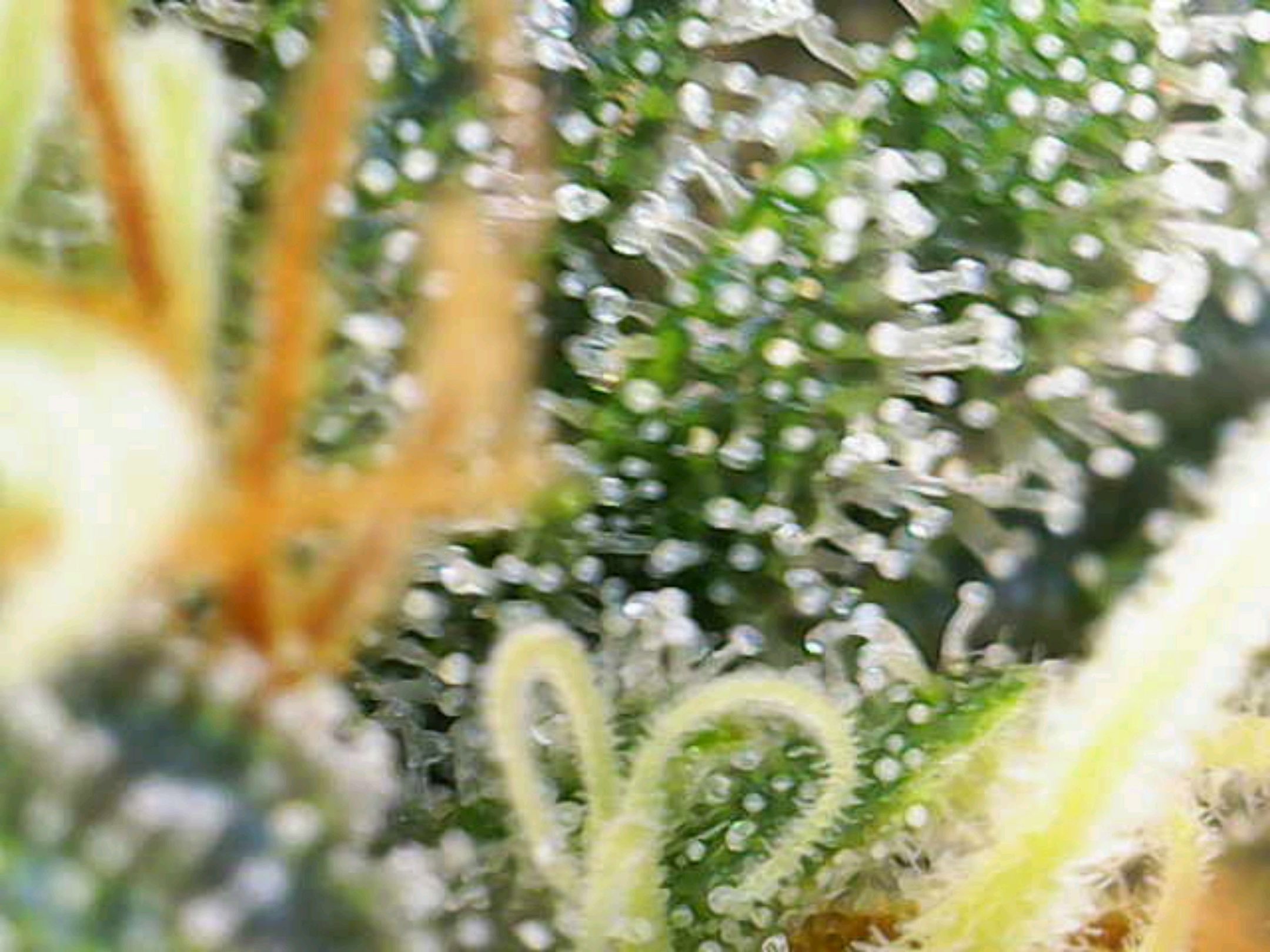 White Widow growlog photo 263