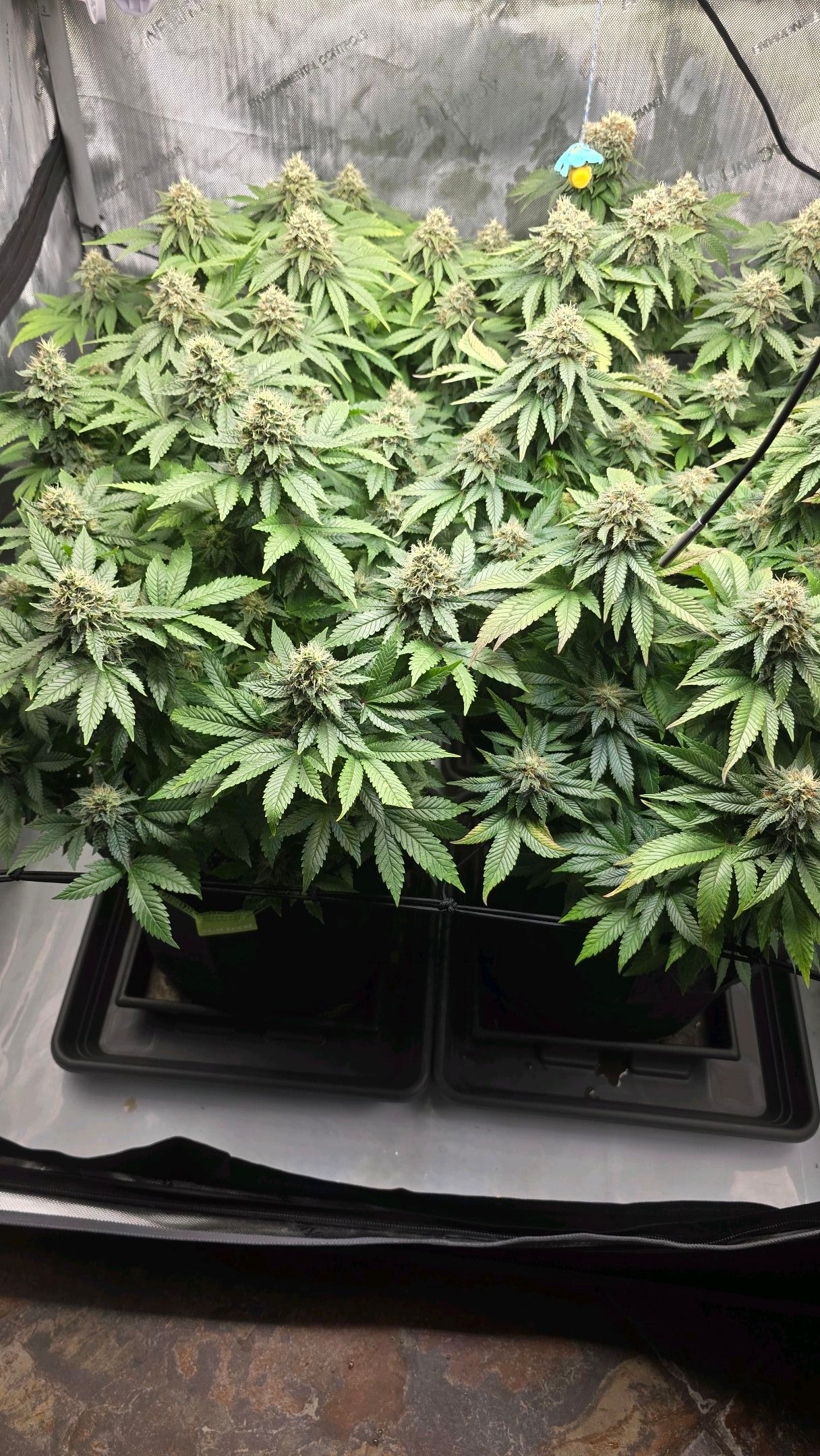 White Widow growlog photo 264