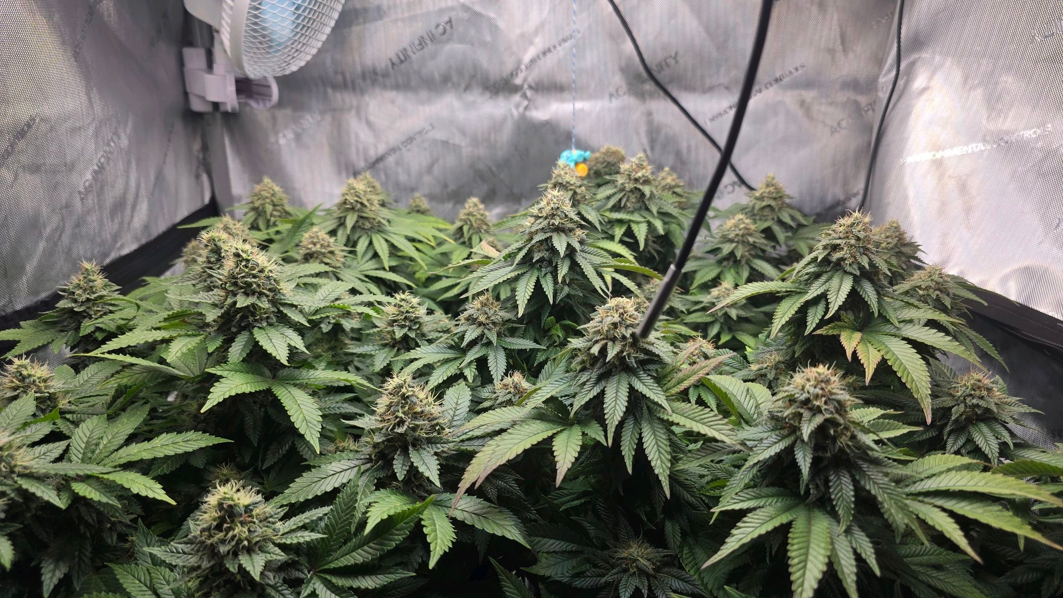 White Widow growlog photo 265