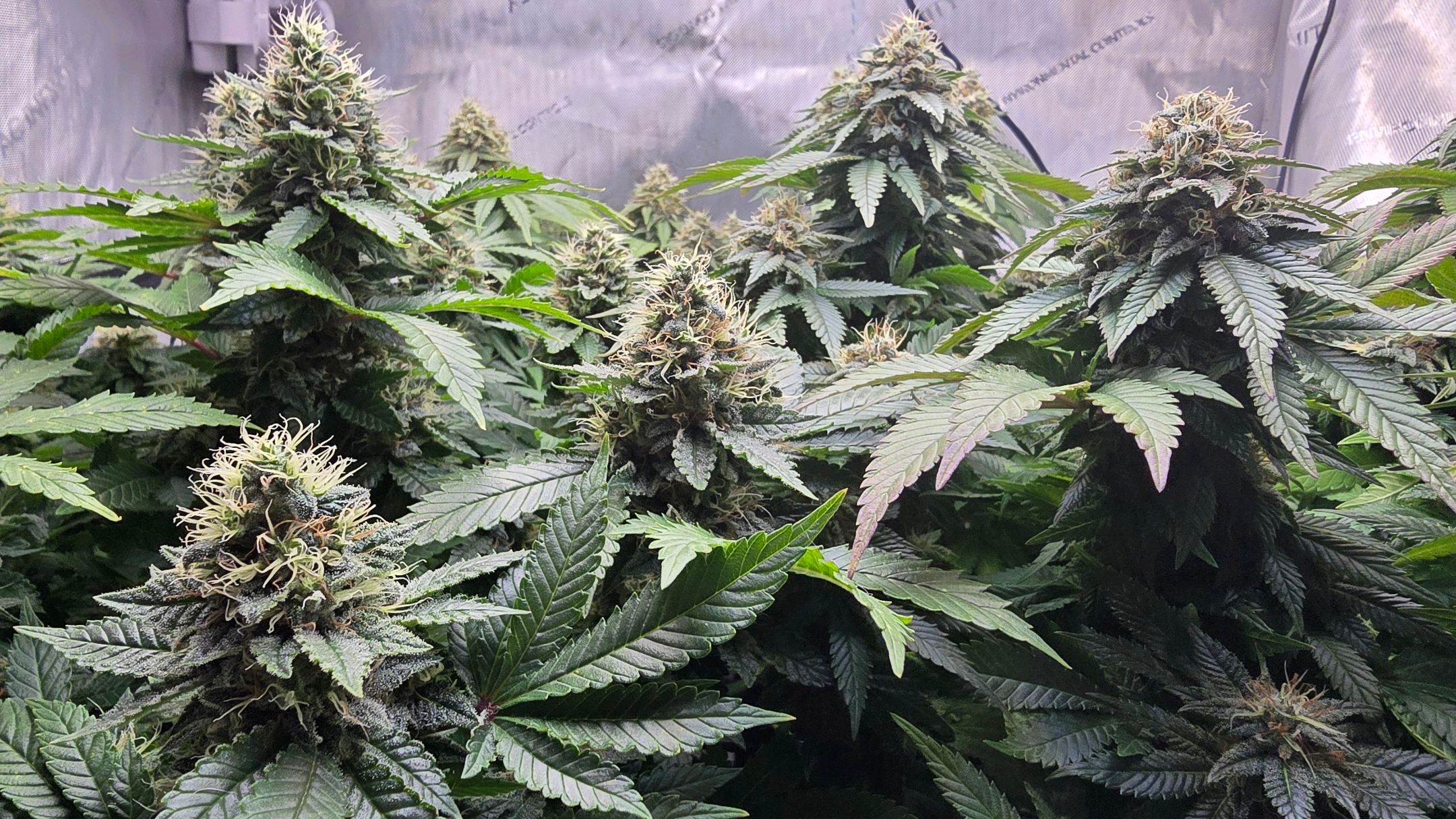 White Widow growlog photo 266