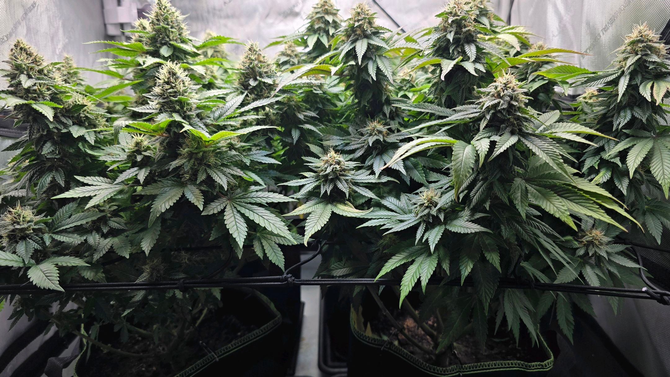 White Widow growlog photo 267