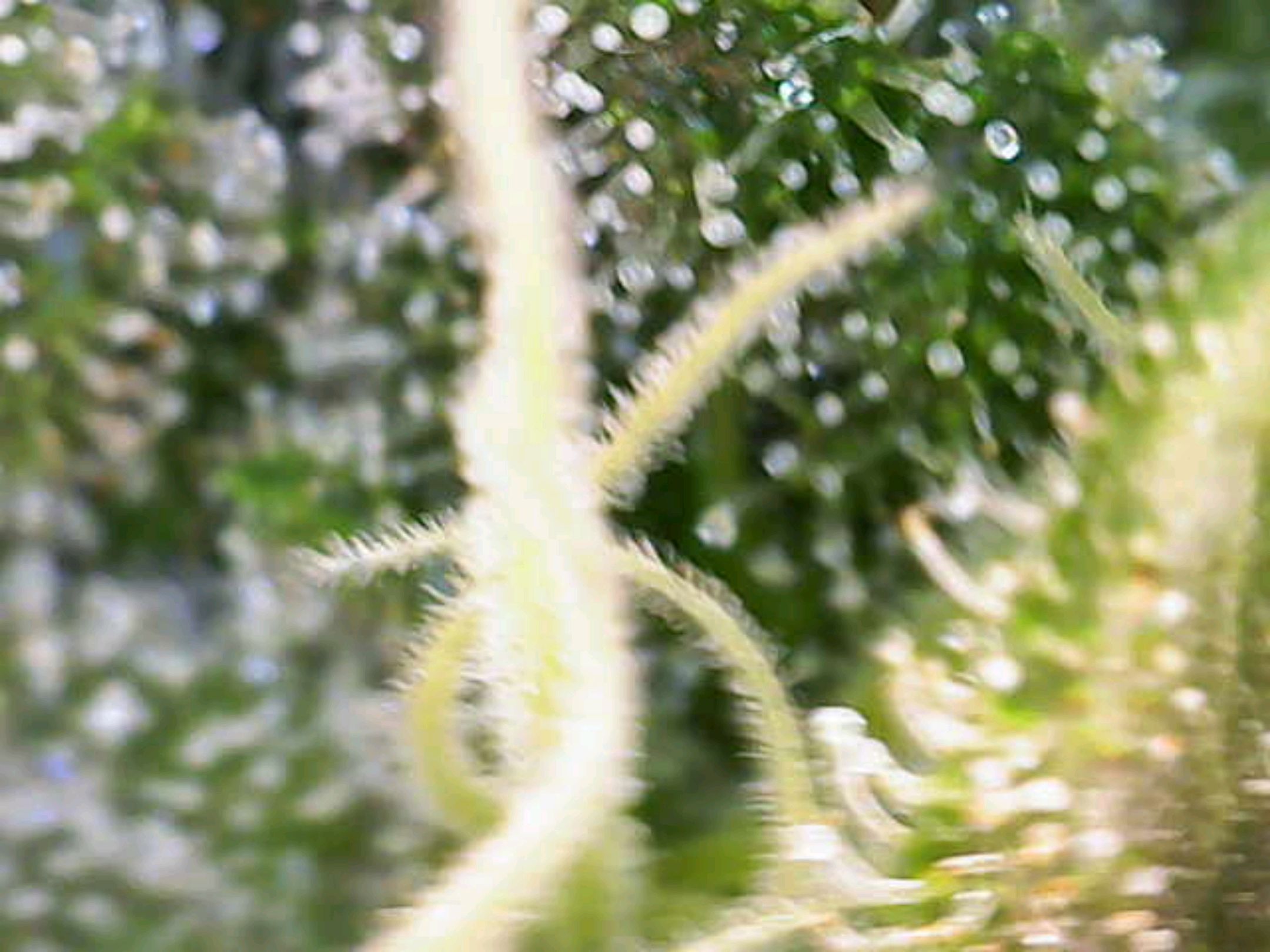 White Widow growlog photo 268