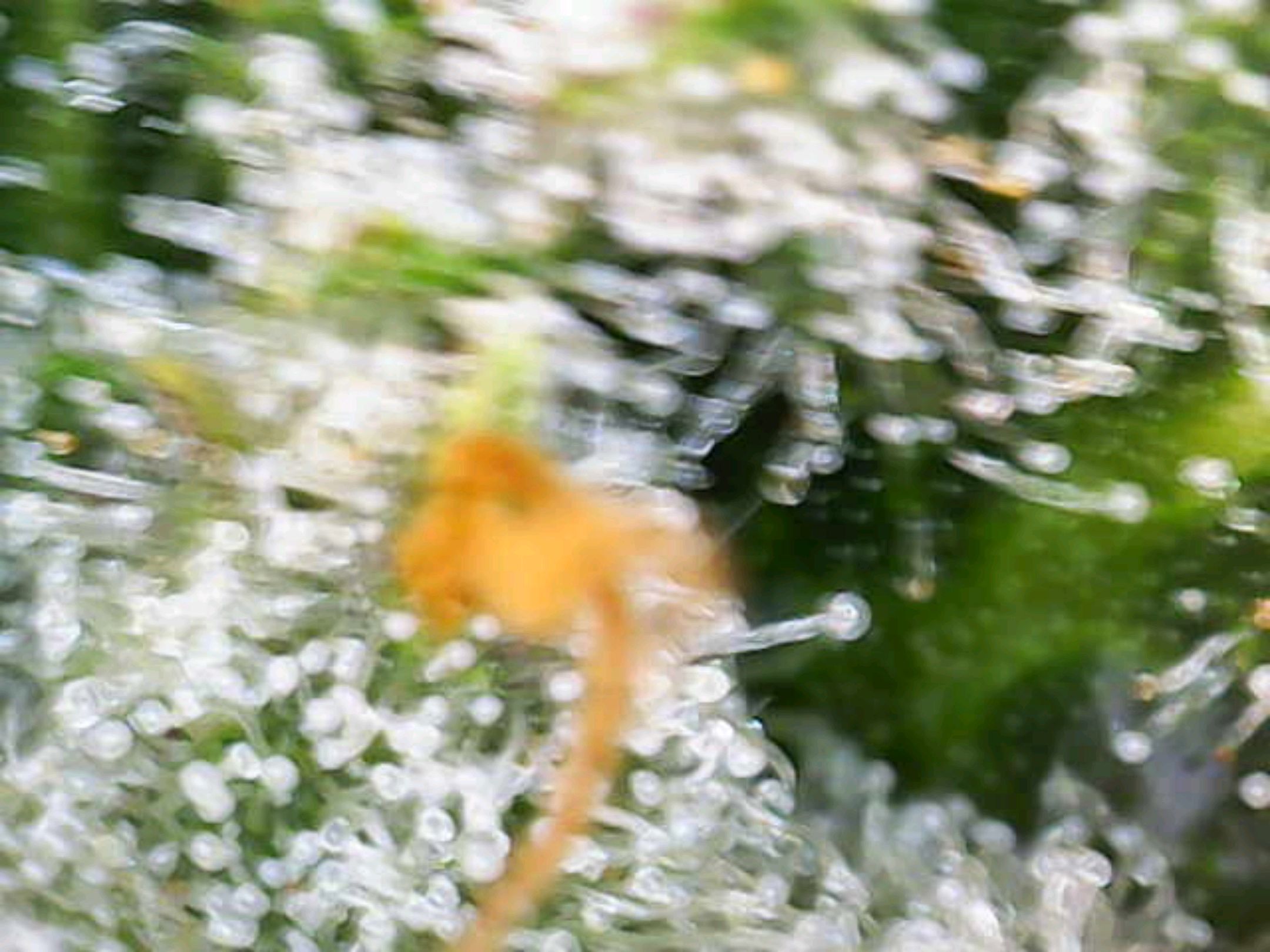 White Widow growlog photo 269