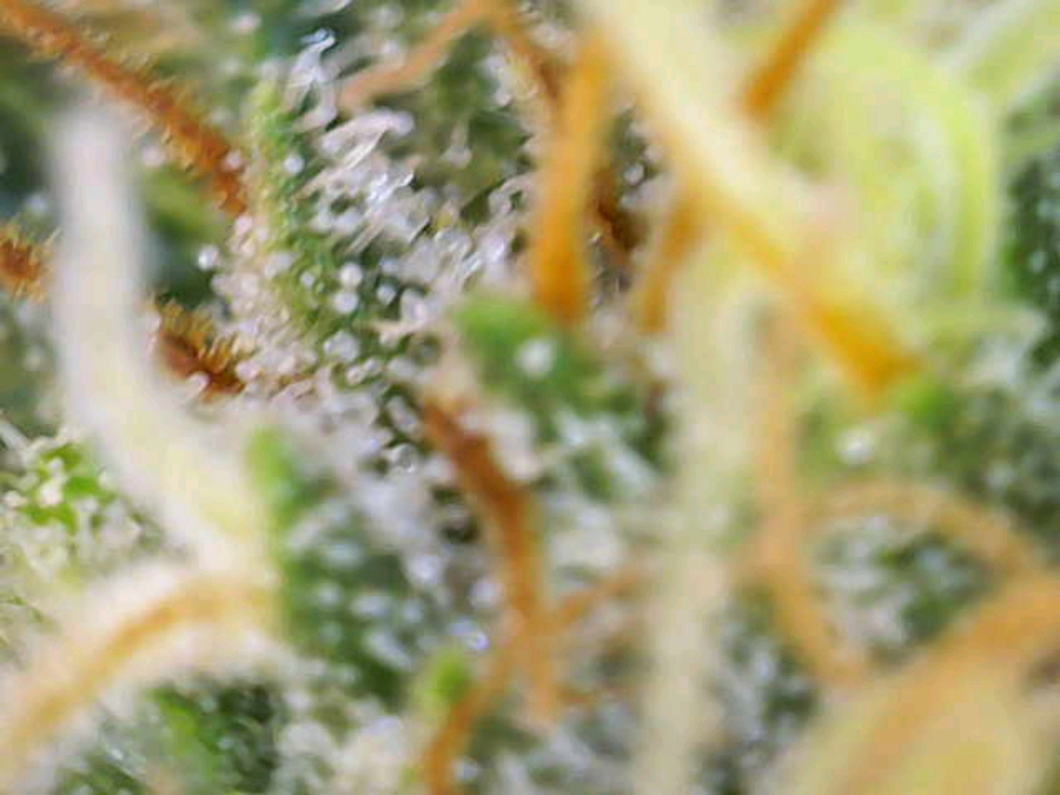 White Widow growlog photo 270