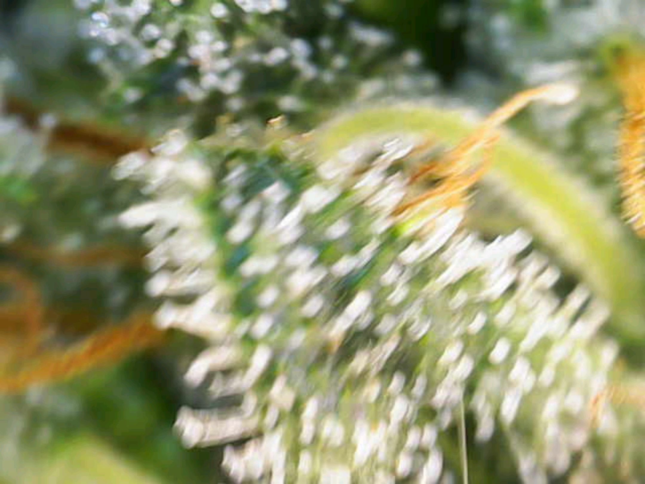 White Widow growlog photo 271