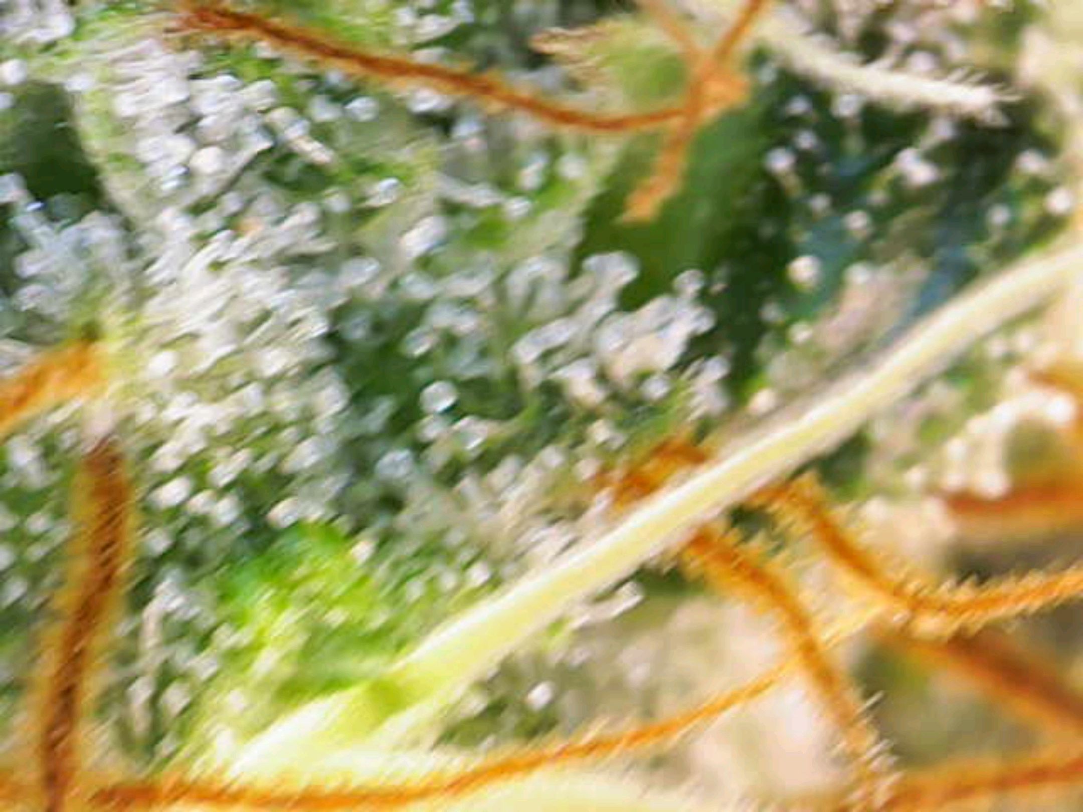 White Widow growlog photo 272