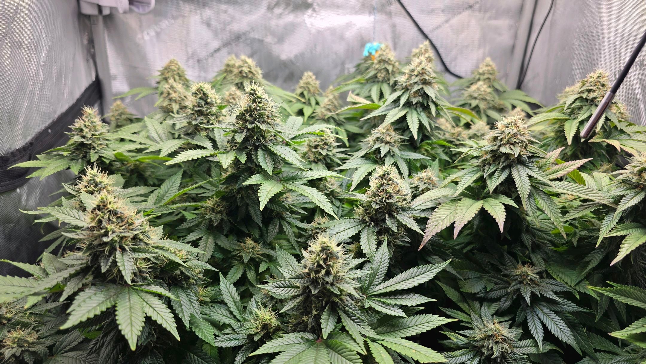 White Widow growlog photo 273