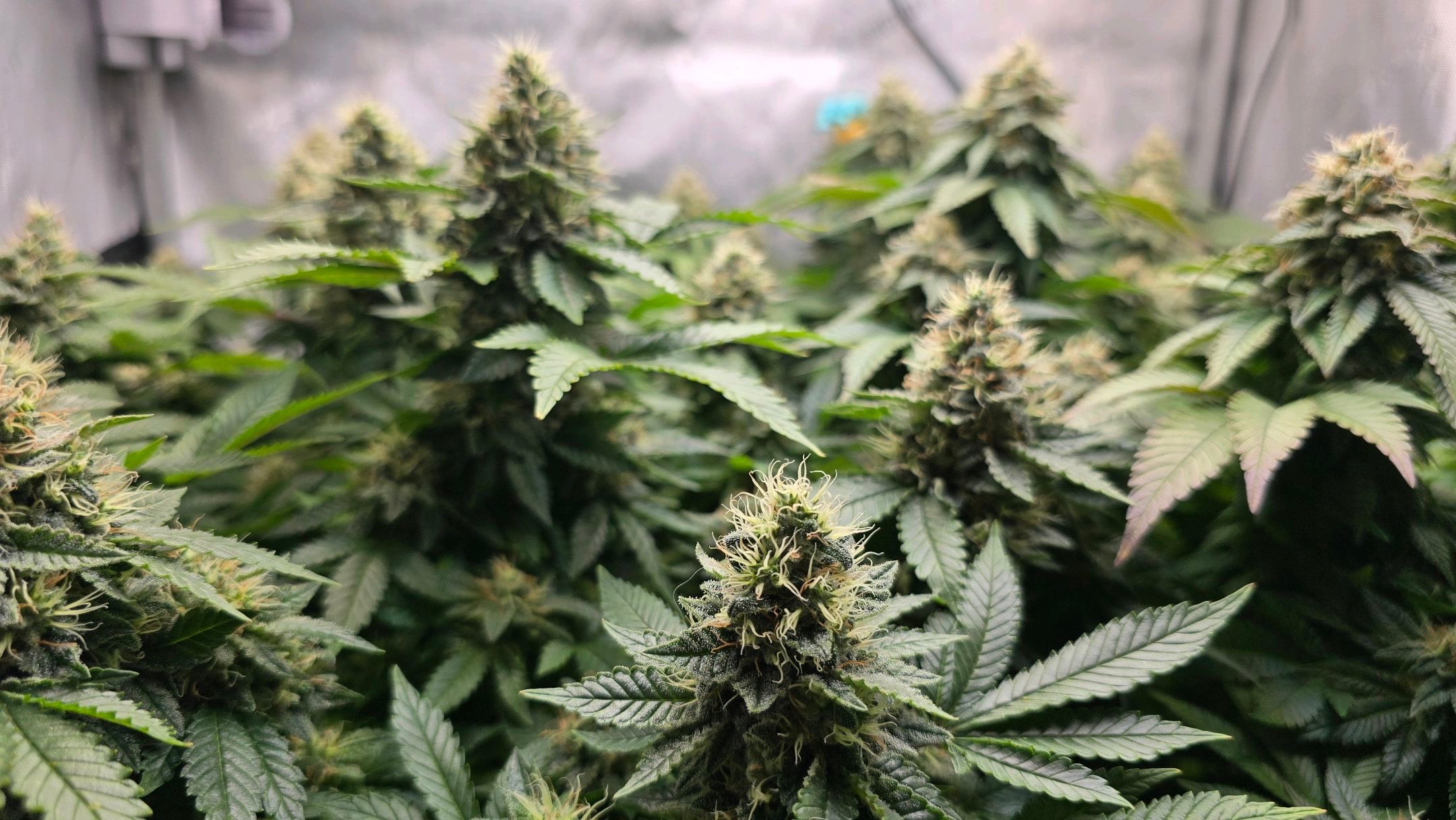 White Widow growlog photo 274