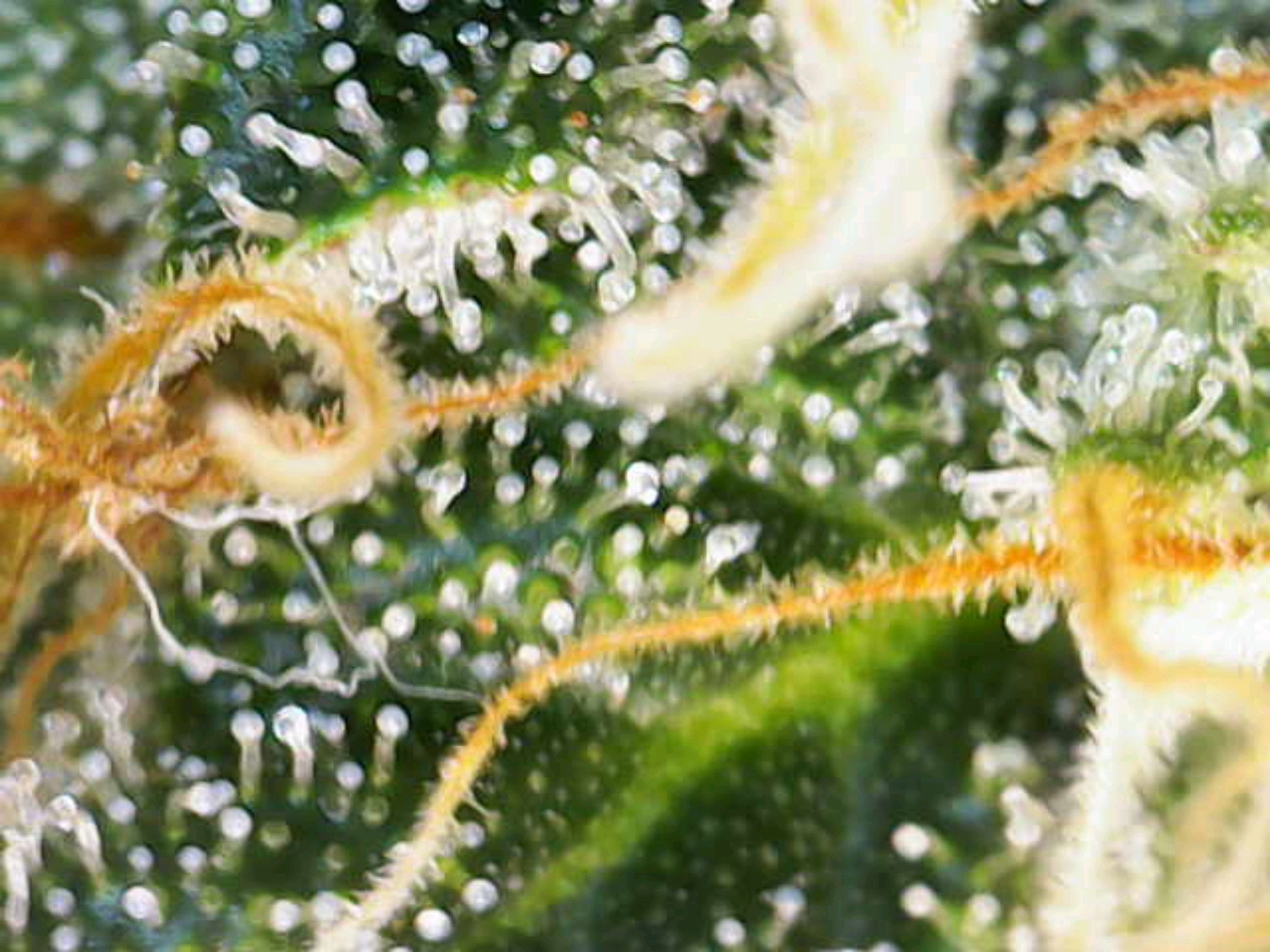 White Widow growlog photo 275