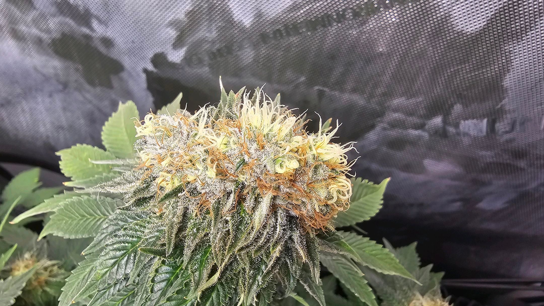 White Widow growlog photo 276