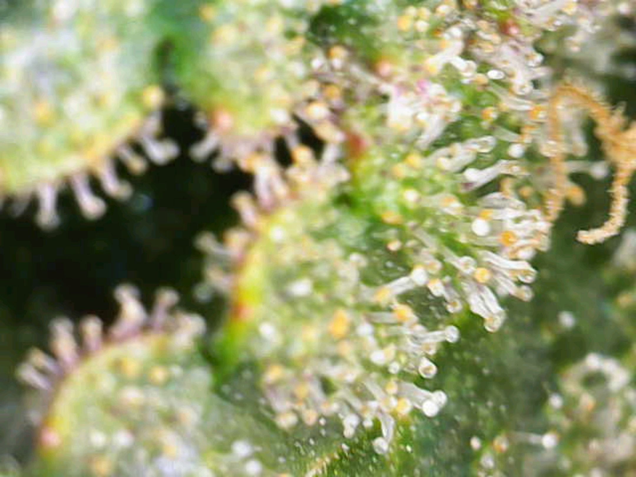 White Widow growlog photo 277