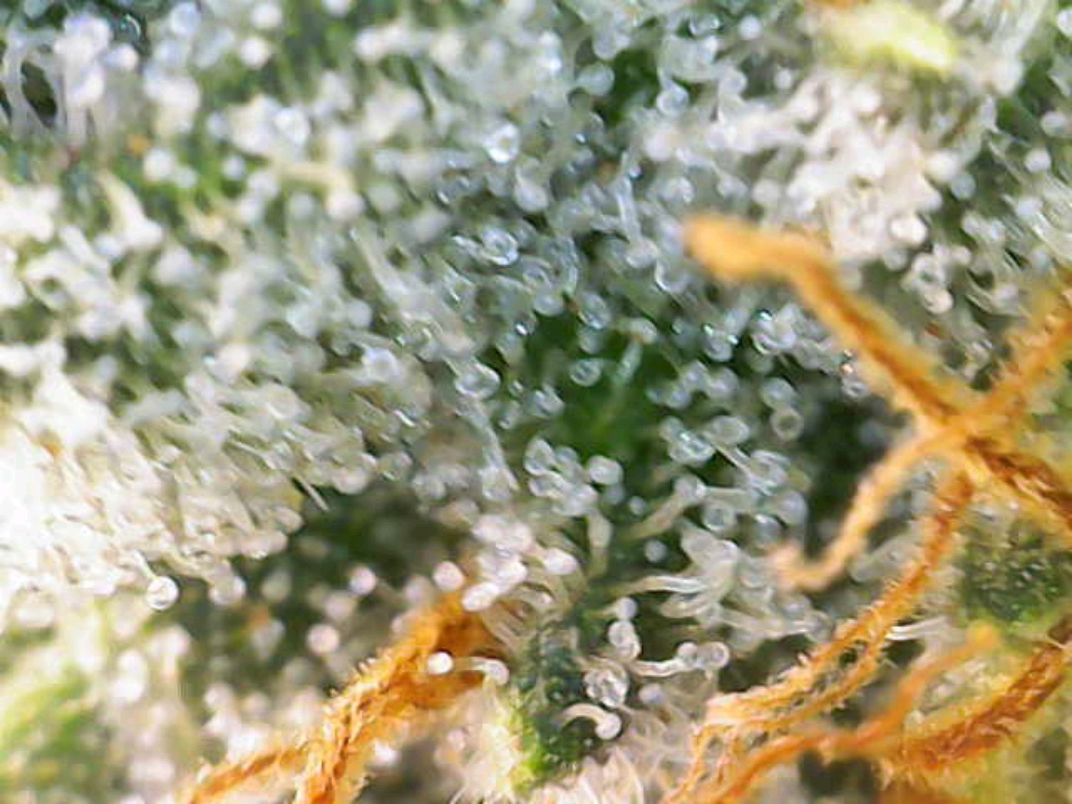 White Widow growlog photo 278