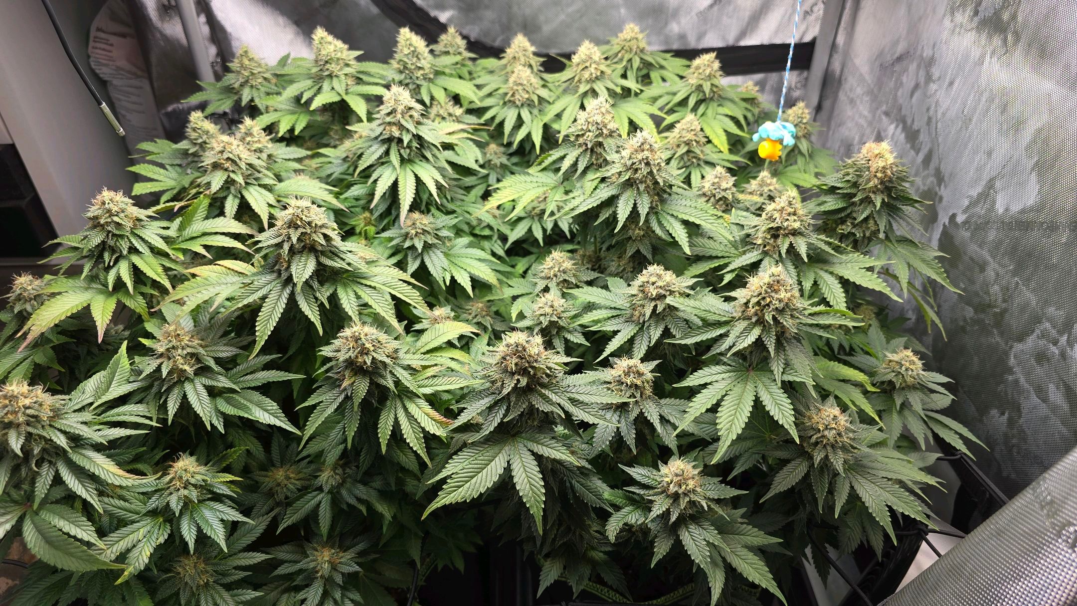 White Widow growlog photo 279