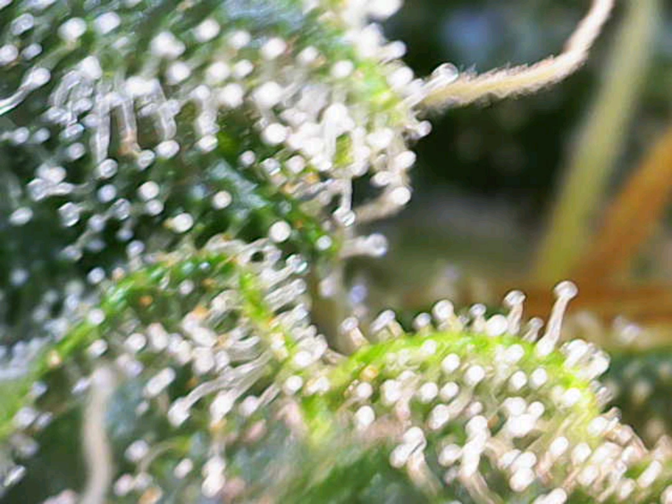 White Widow growlog photo 280