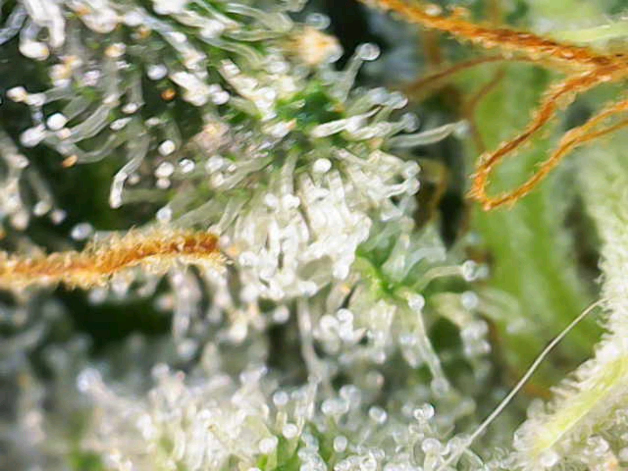 White Widow growlog photo 282