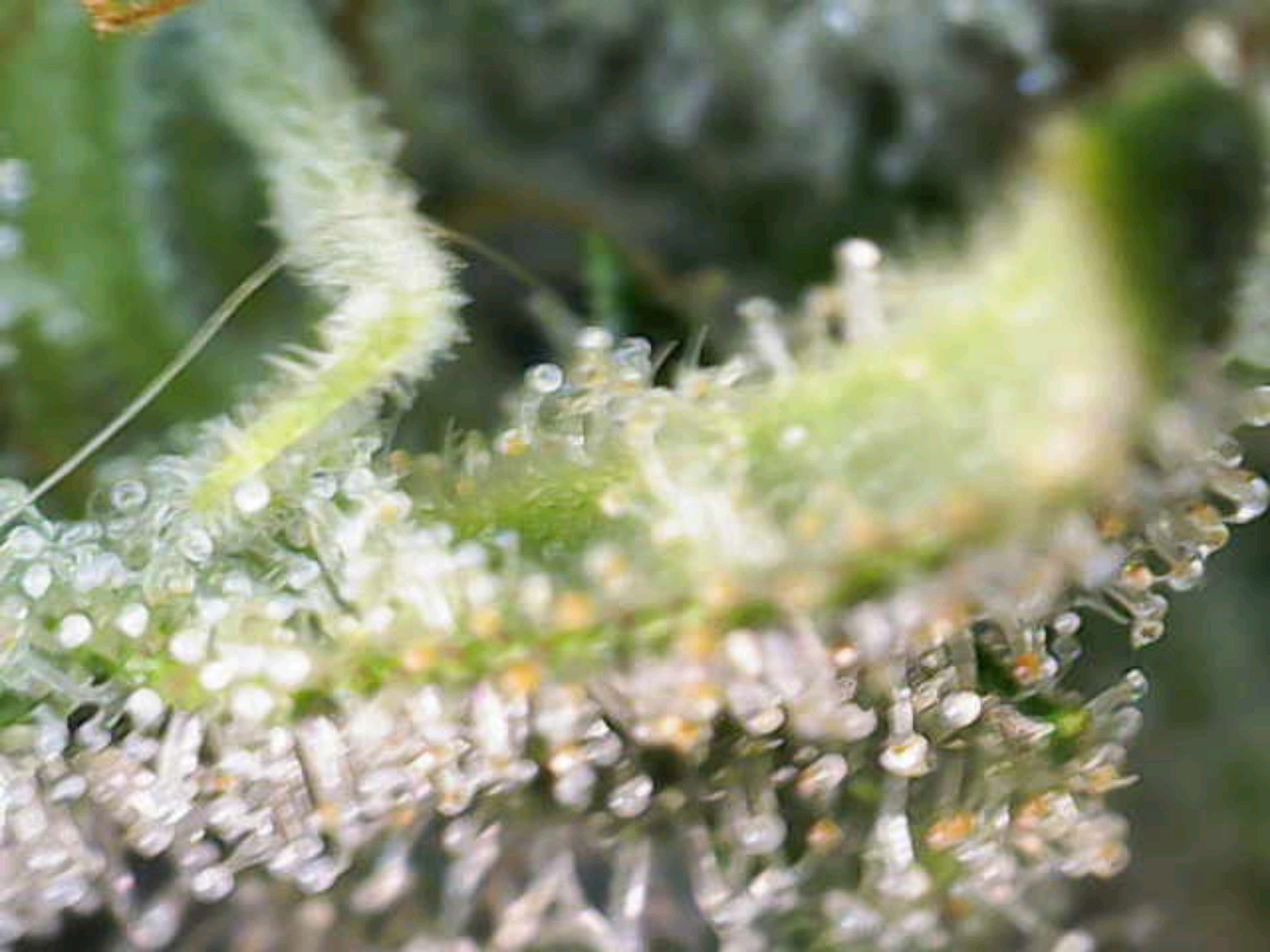 White Widow growlog photo 281