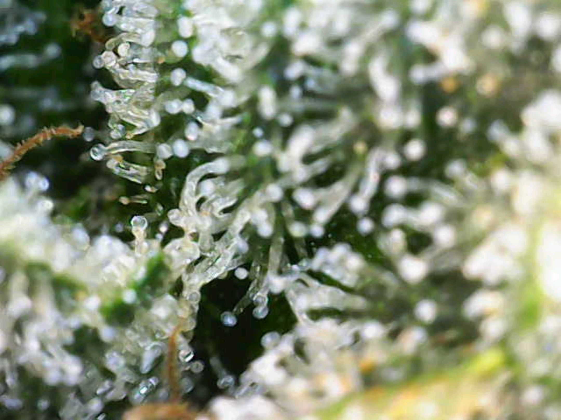 White Widow growlog photo 283