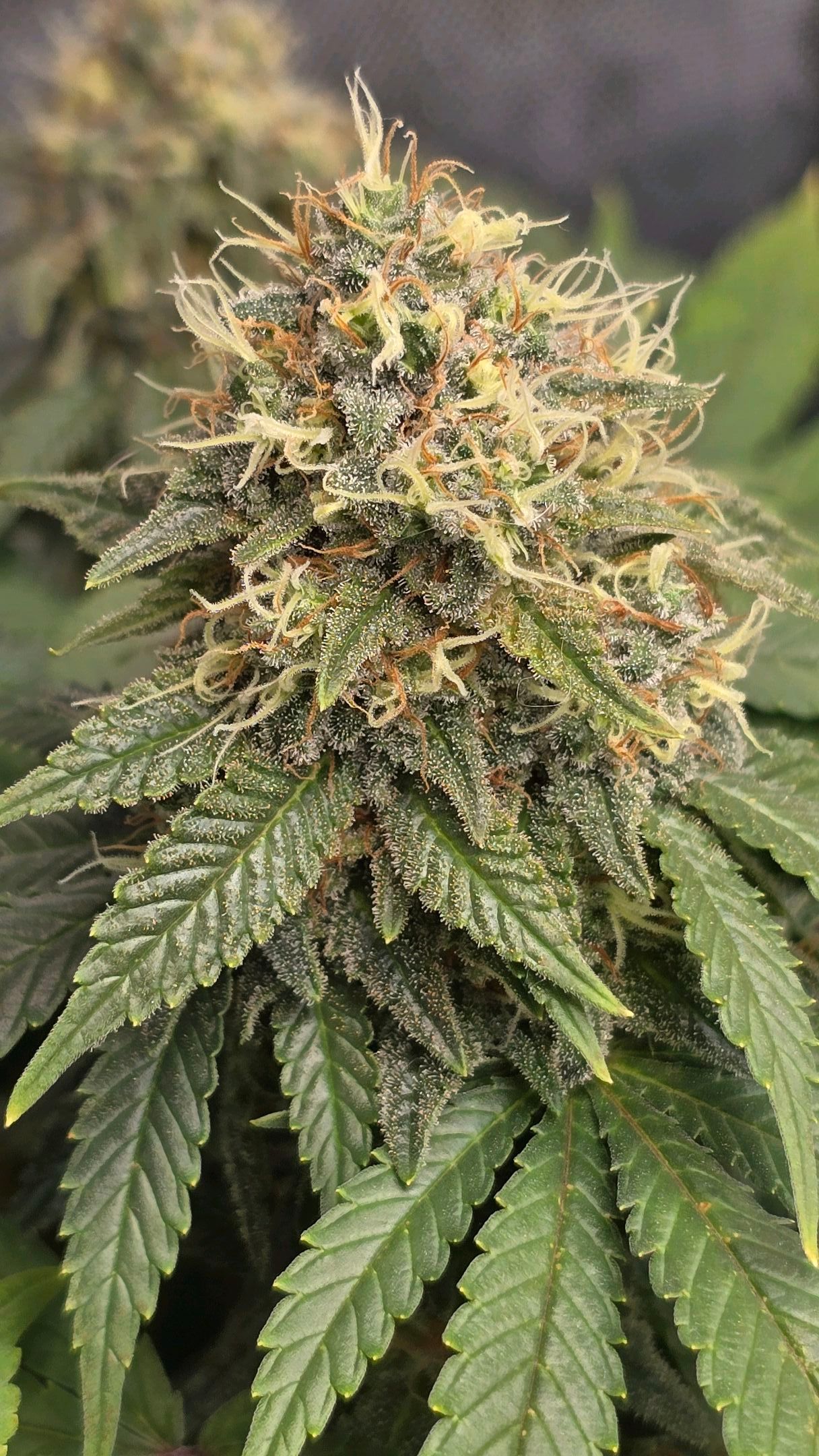 White Widow growlog photo 286