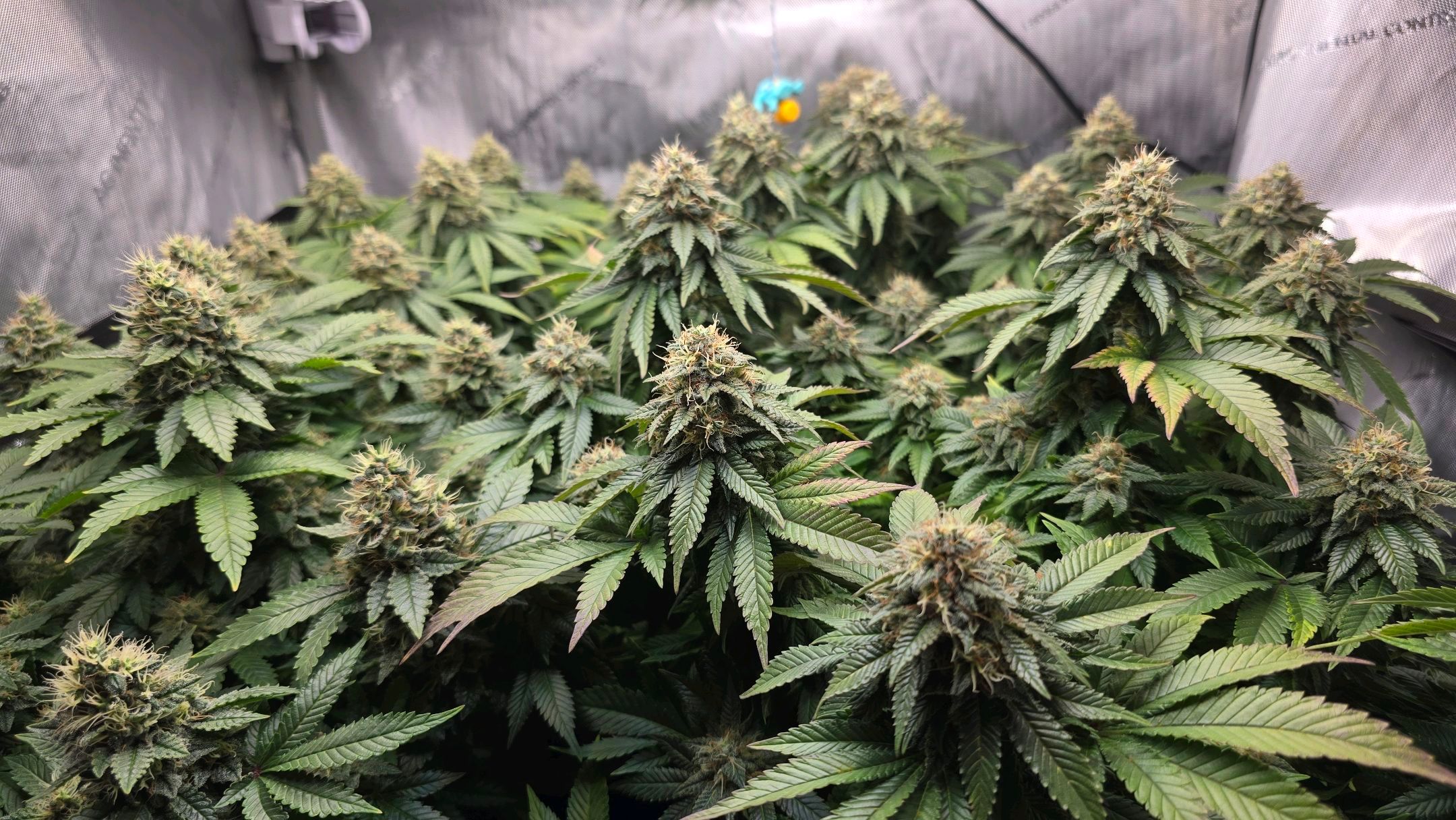 White Widow growlog photo 289