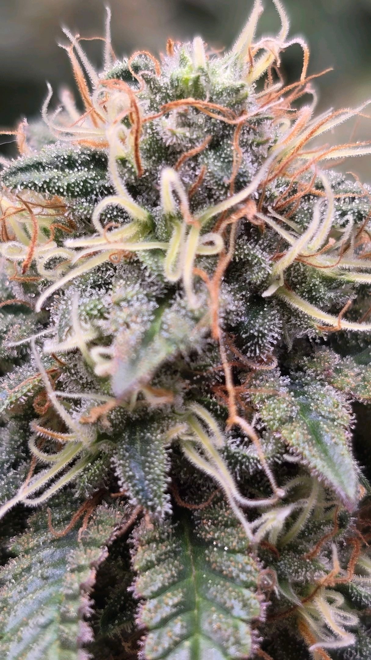 White Widow growlog photo 290