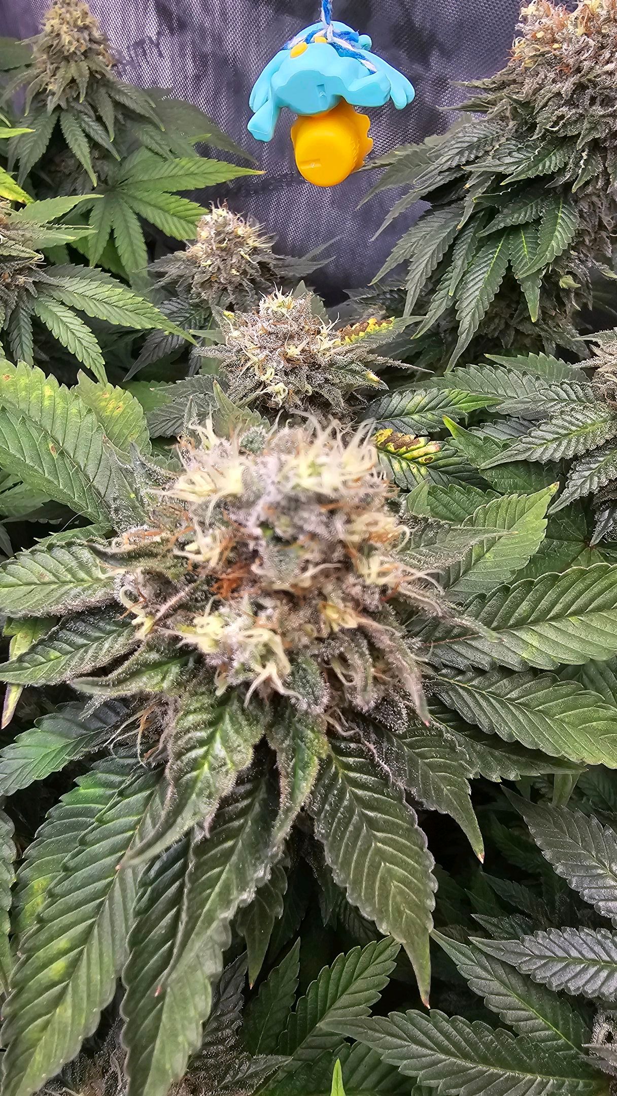 White Widow growlog photo 292