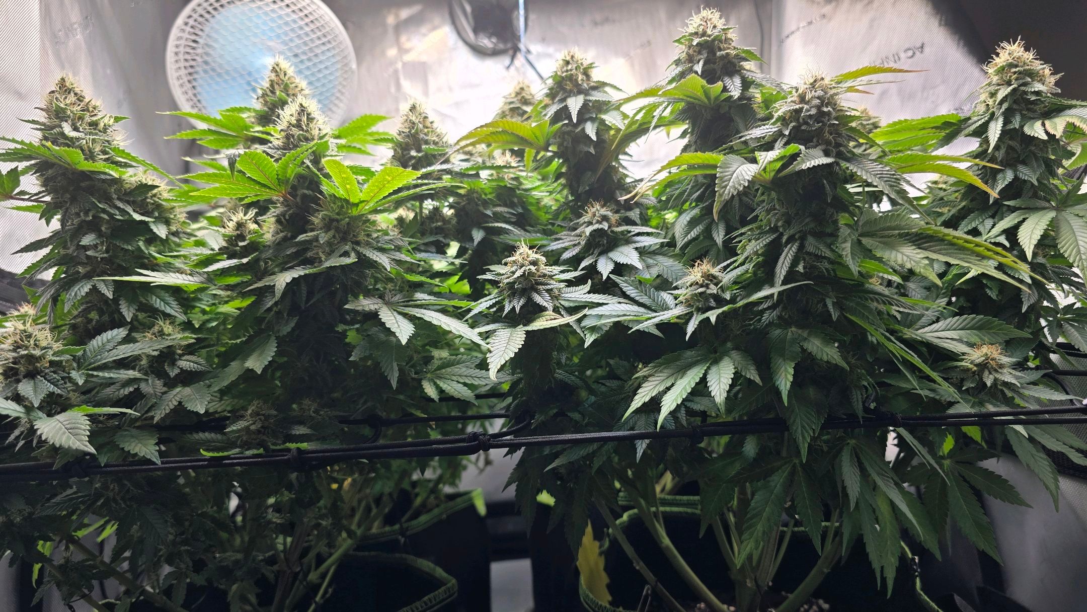 White Widow growlog photo 294