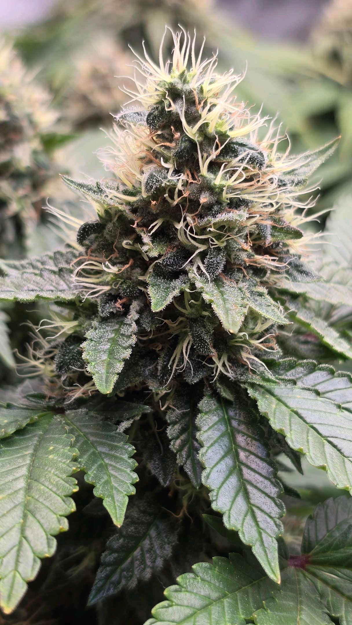 White Widow growlog photo 297