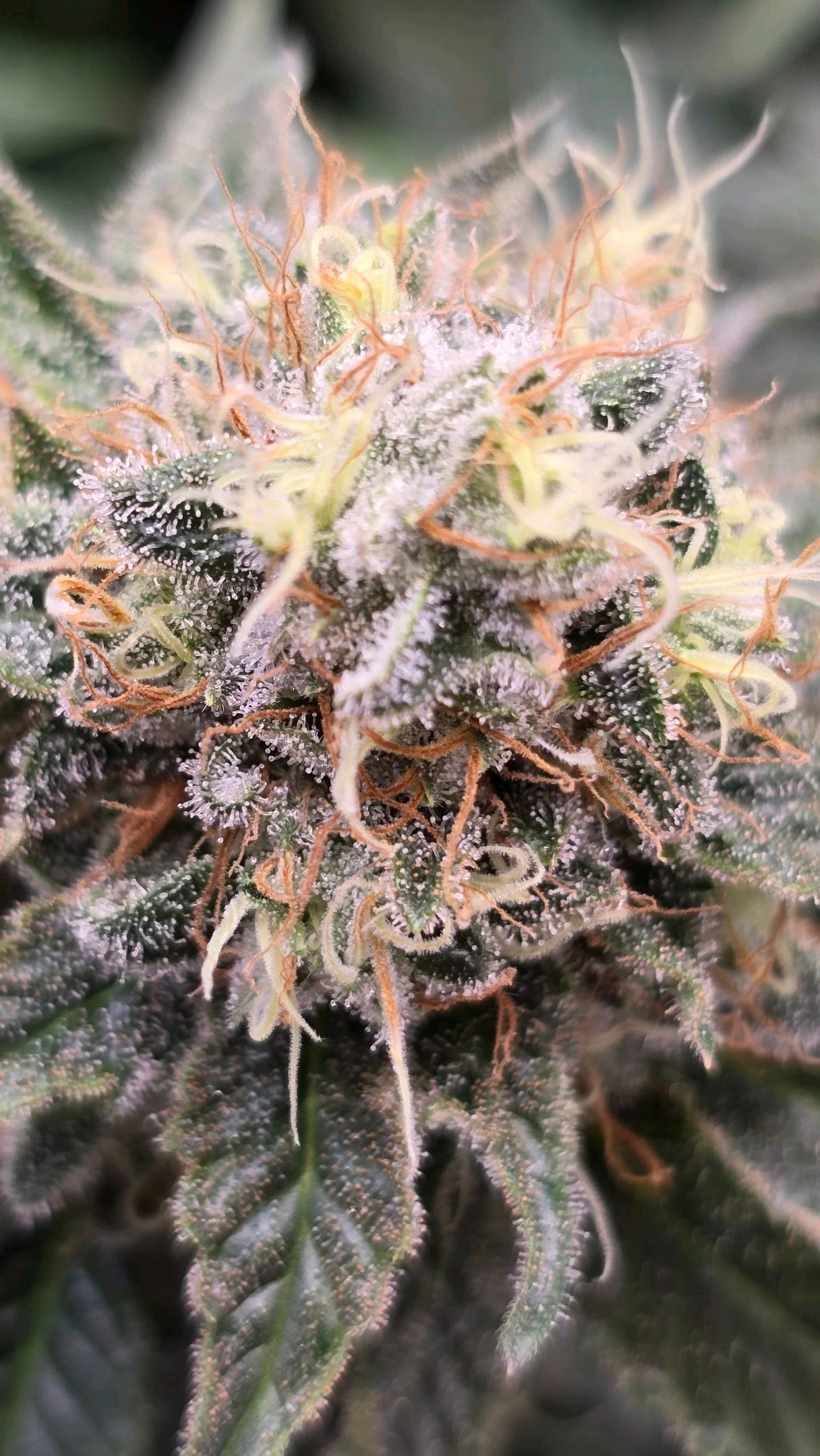 White Widow growlog photo 284