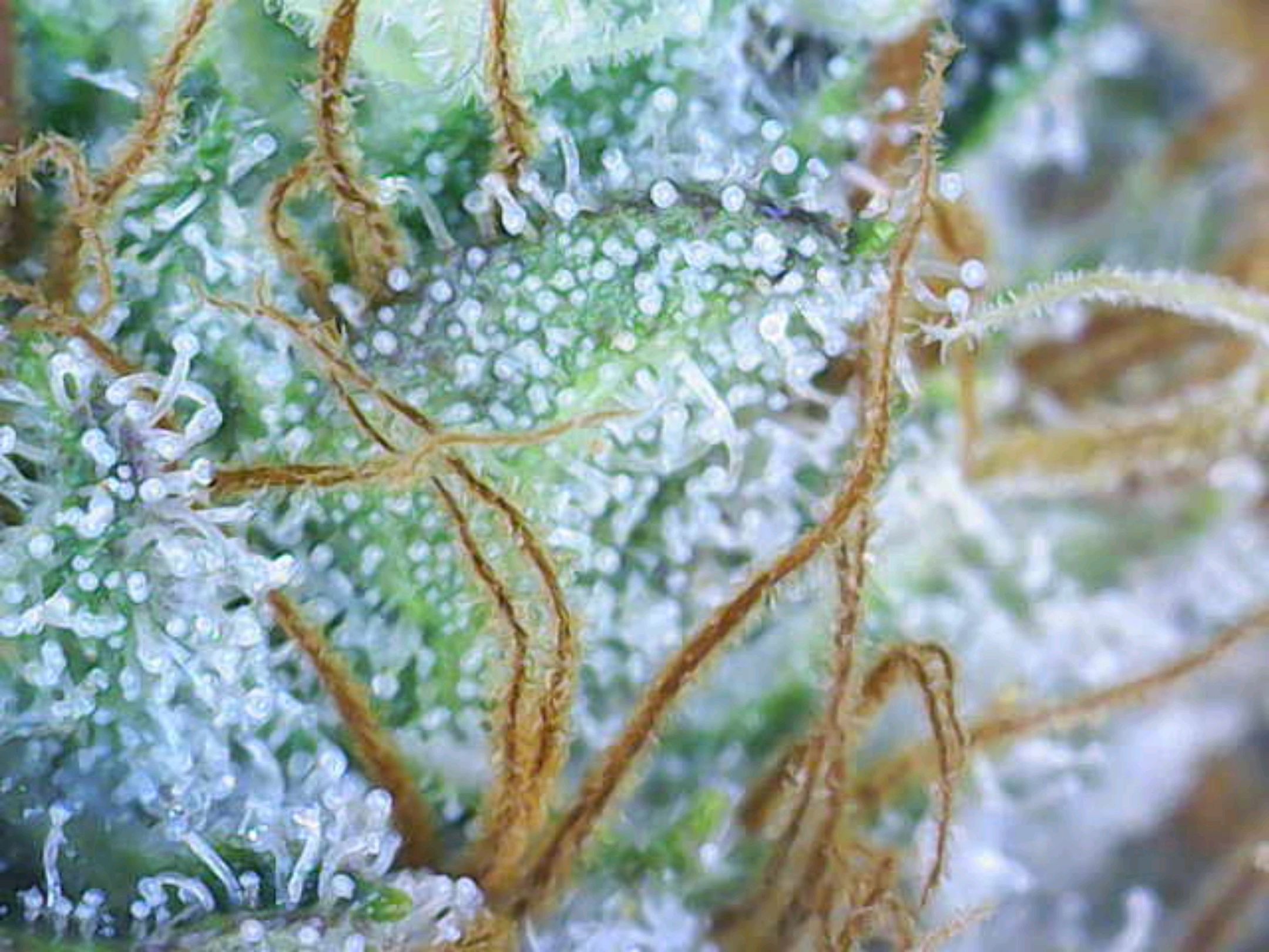 White Widow growlog photo 285