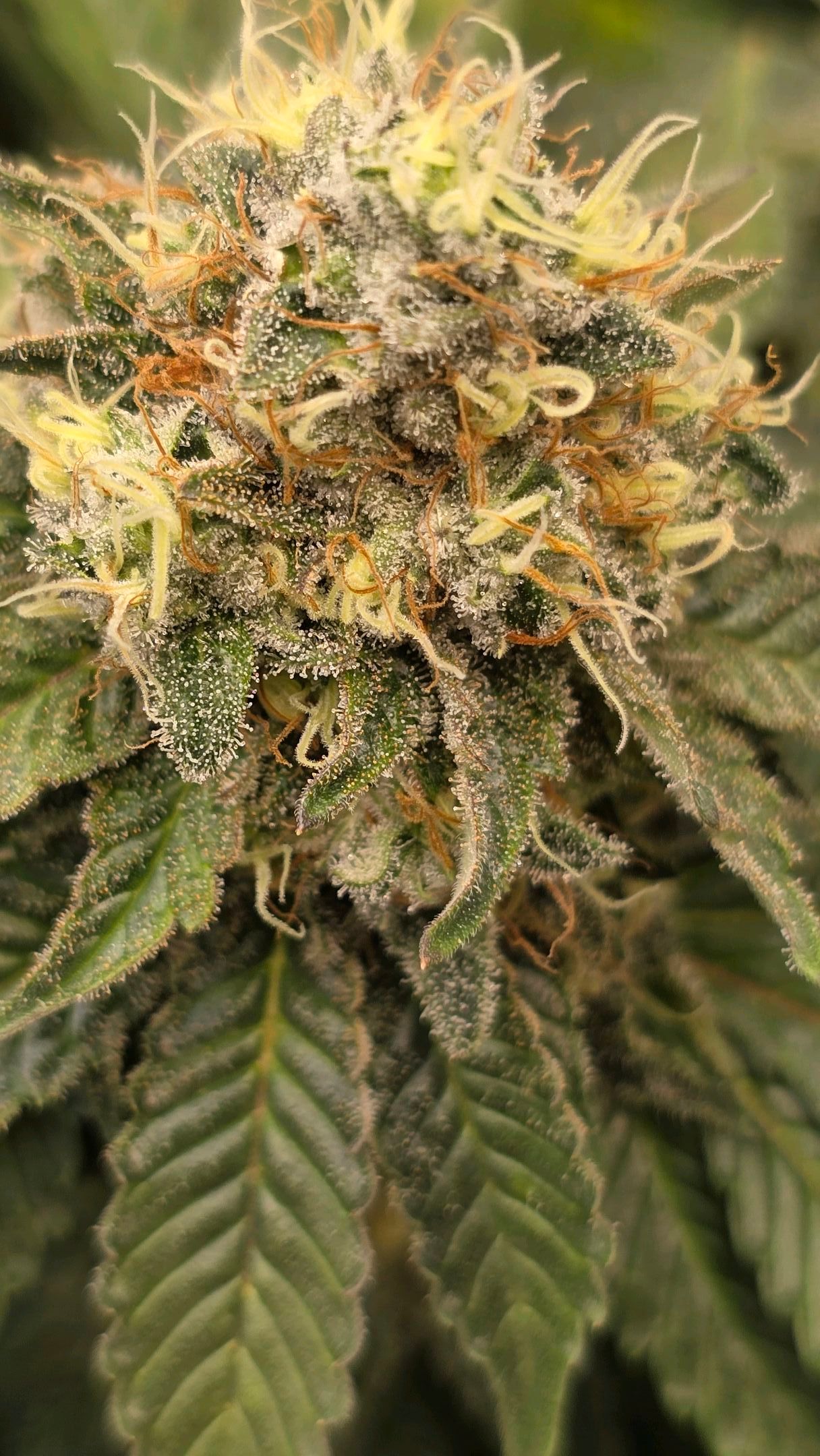 White Widow growlog photo 287