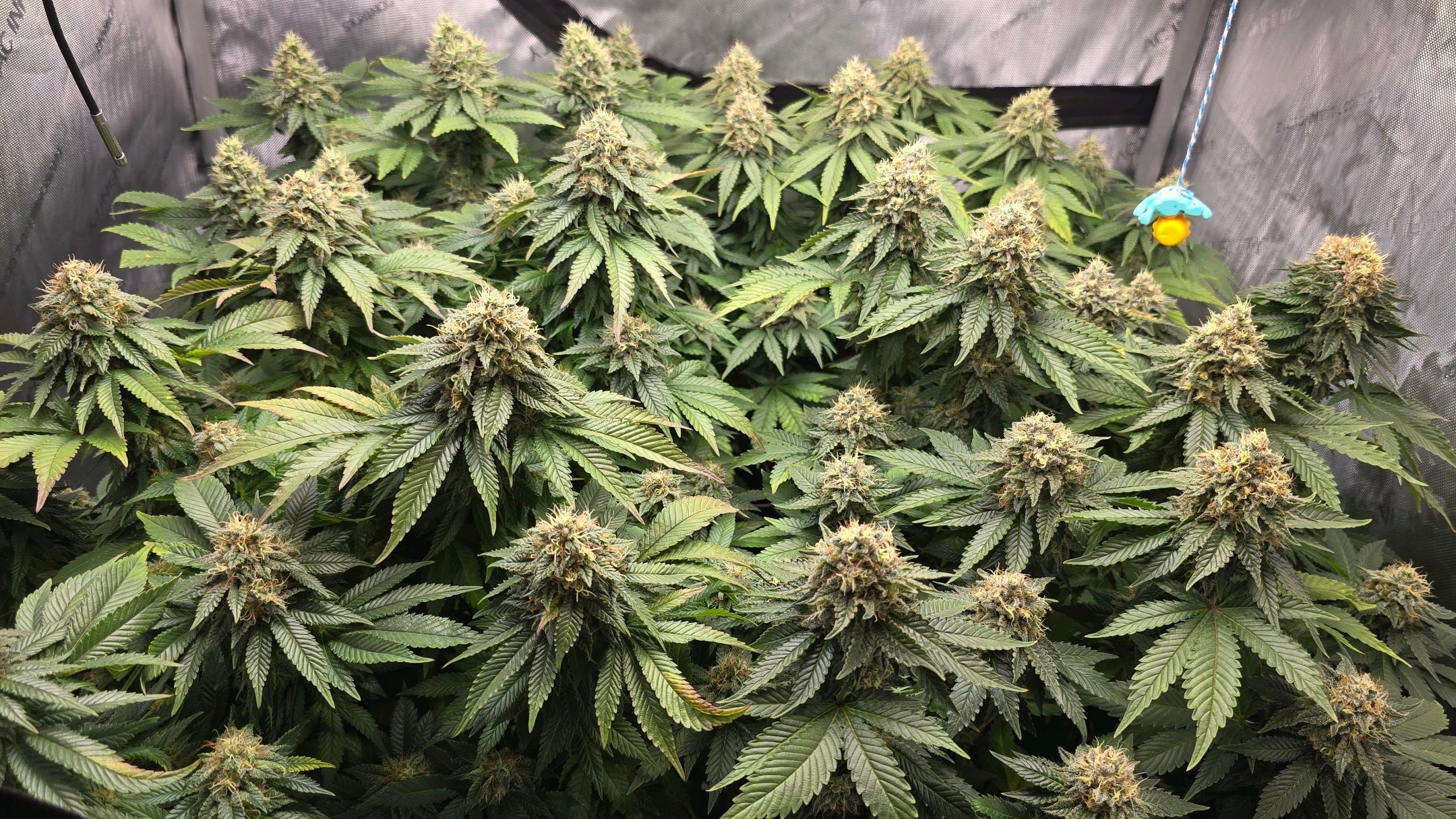 White Widow growlog photo 288